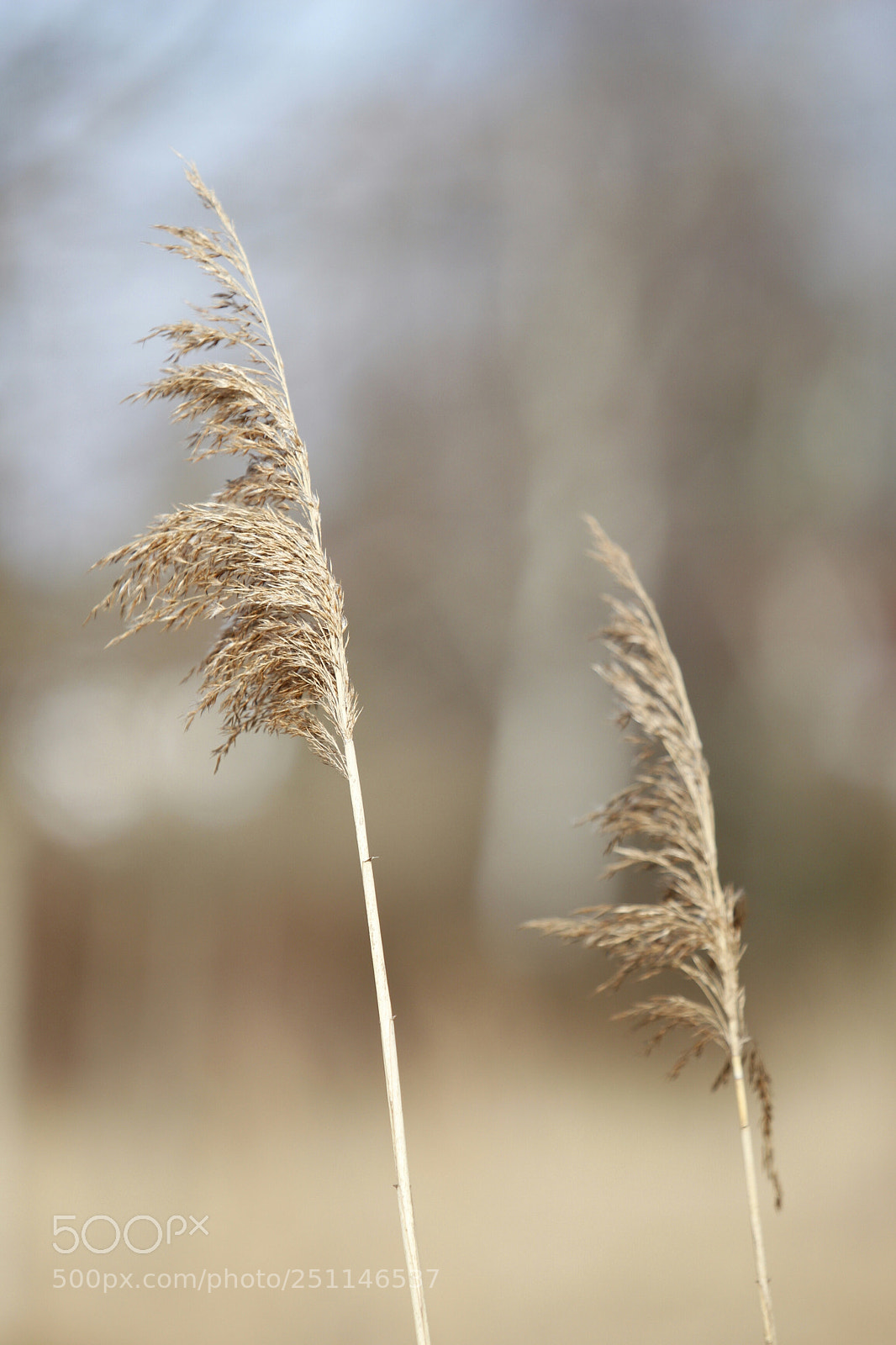 Canon EOS 700D (EOS Rebel T5i / EOS Kiss X7i) sample photo. Untitled photography