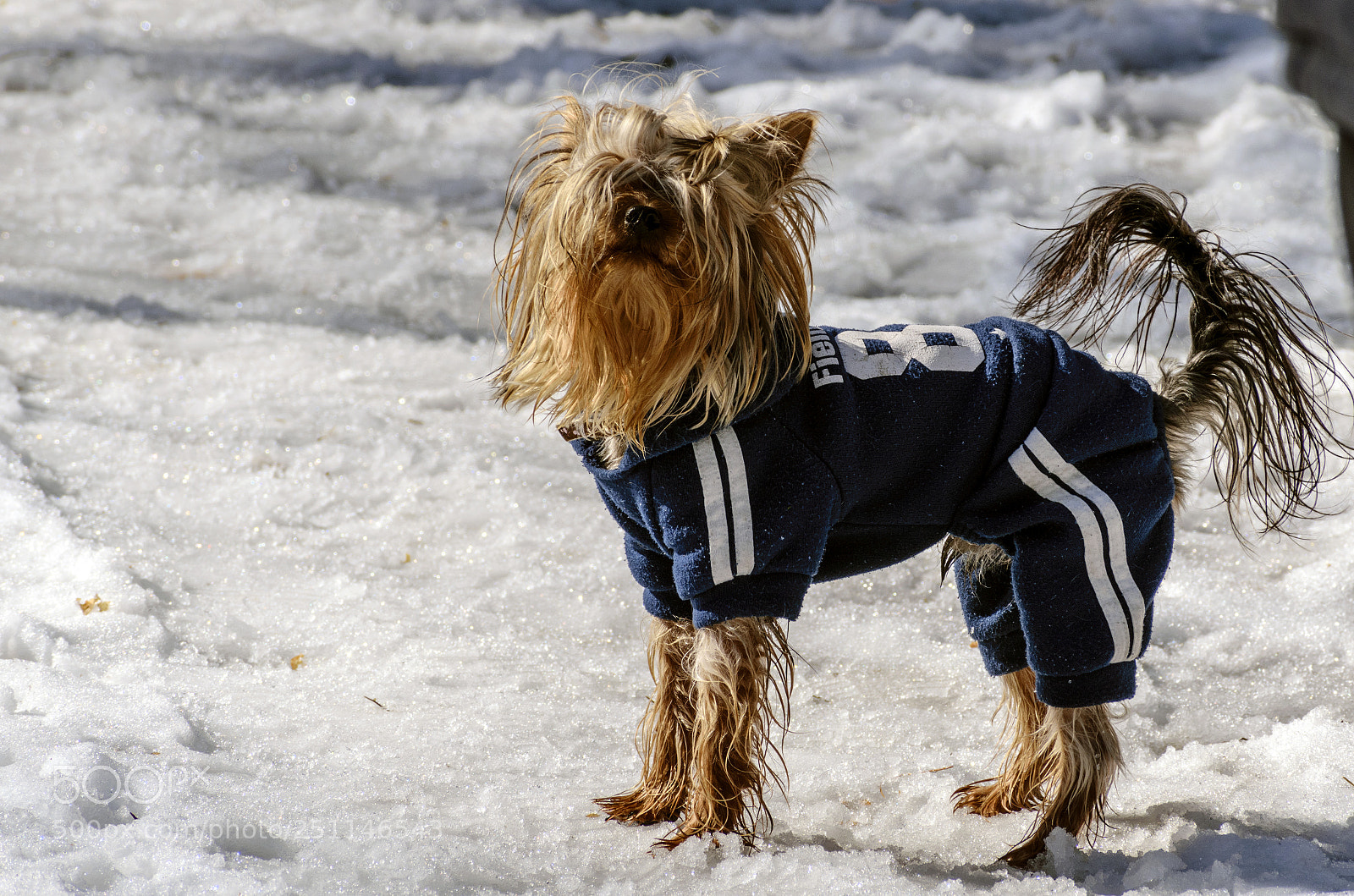 Nikon D5300 sample photo. Sportdog photography