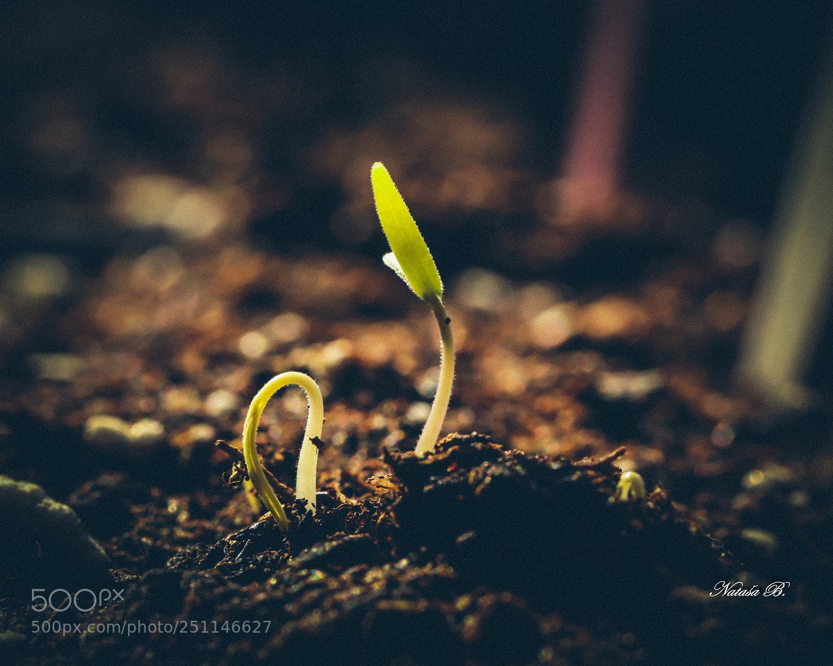 Canon EOS 5D Mark IV sample photo. Life... photography