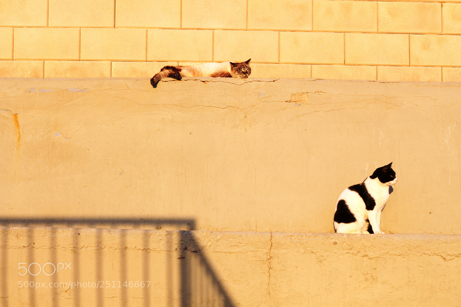 Canon EOS 700D (EOS Rebel T5i / EOS Kiss X7i) sample photo. Cats by the wall photography