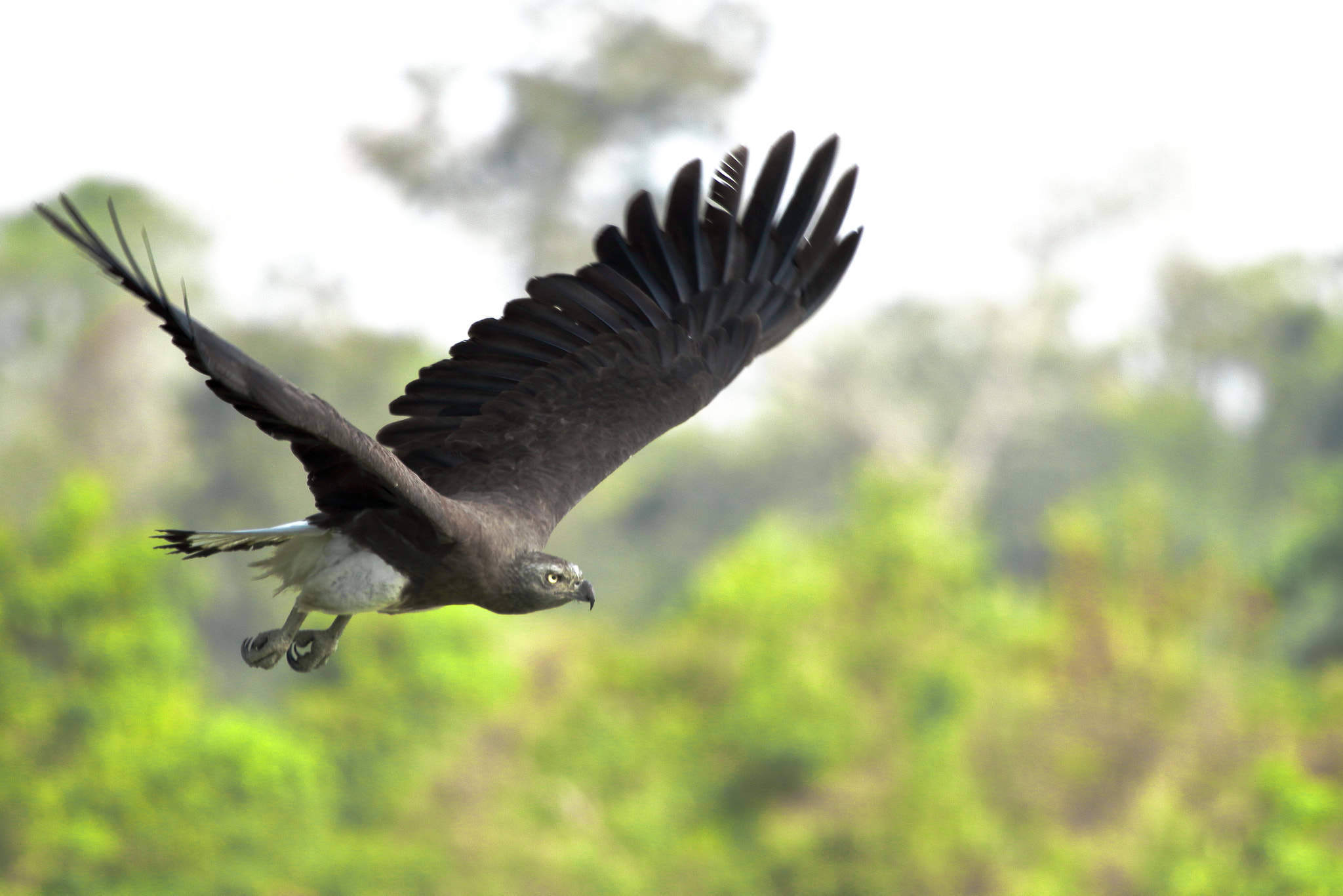 Canon EF 100-400mm F4.5-5.6L IS USM sample photo. Grey-headed fish eagle photography