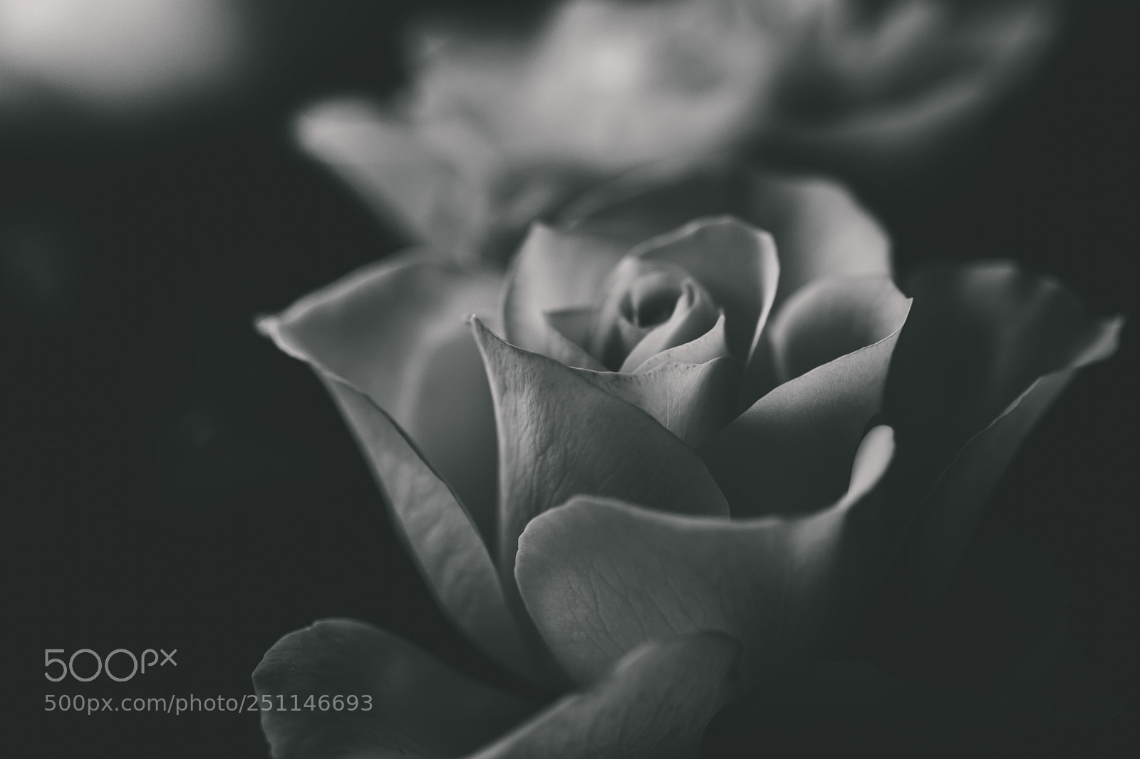 Nikon D7100 sample photo. Softened grey photography