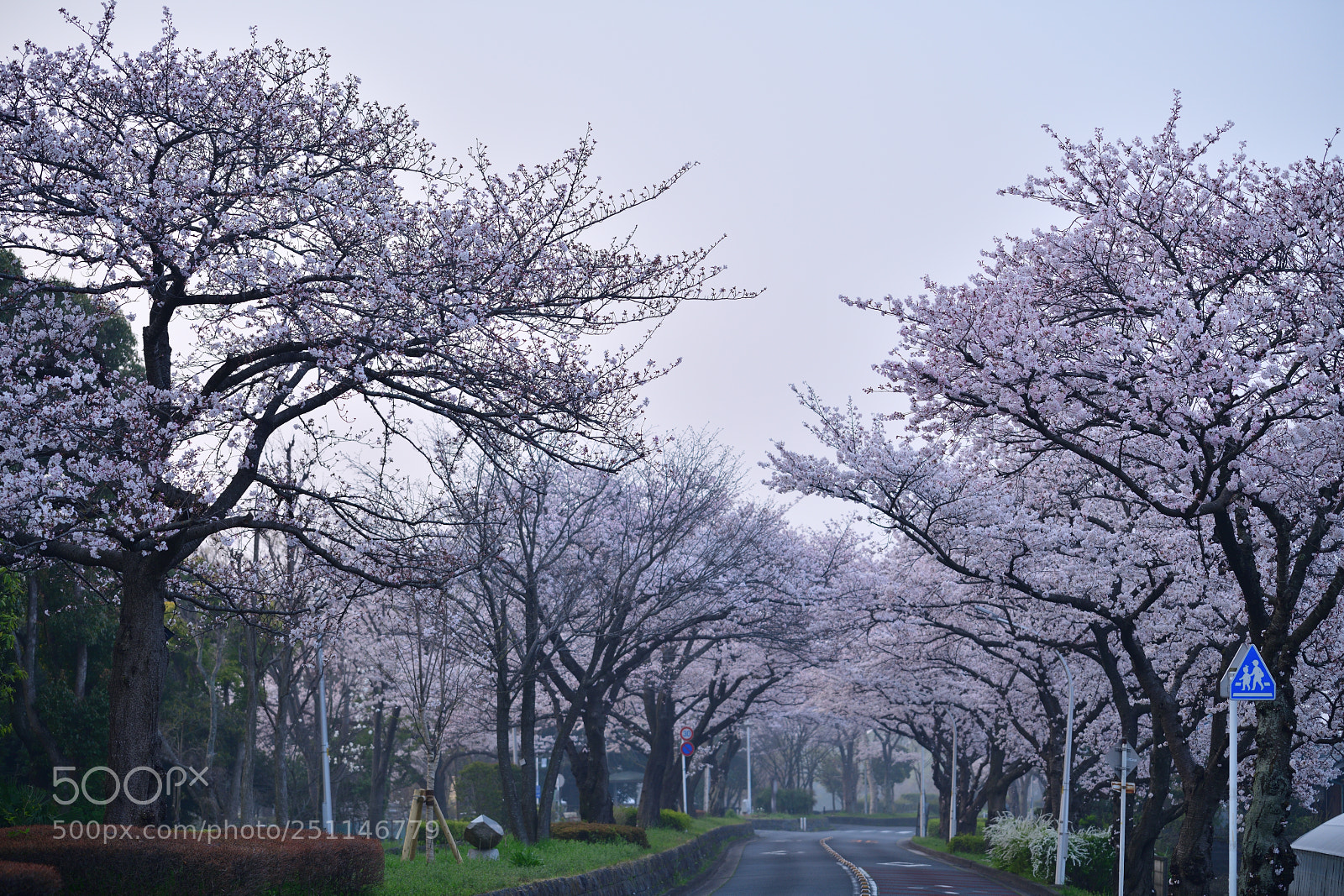 Nikon D850 sample photo. Sakura avenue photography