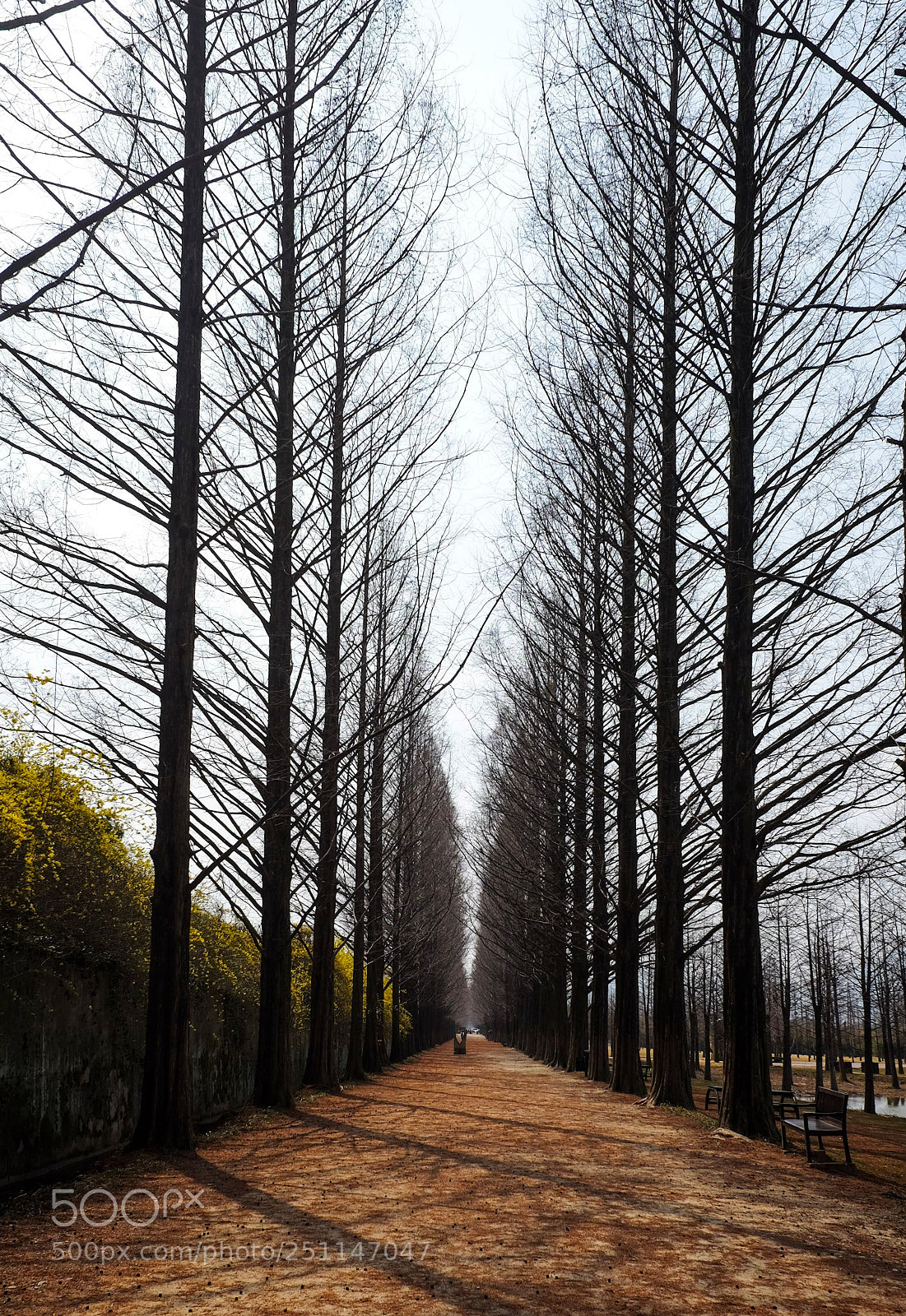 Fujifilm X70 sample photo. Row of treees photography