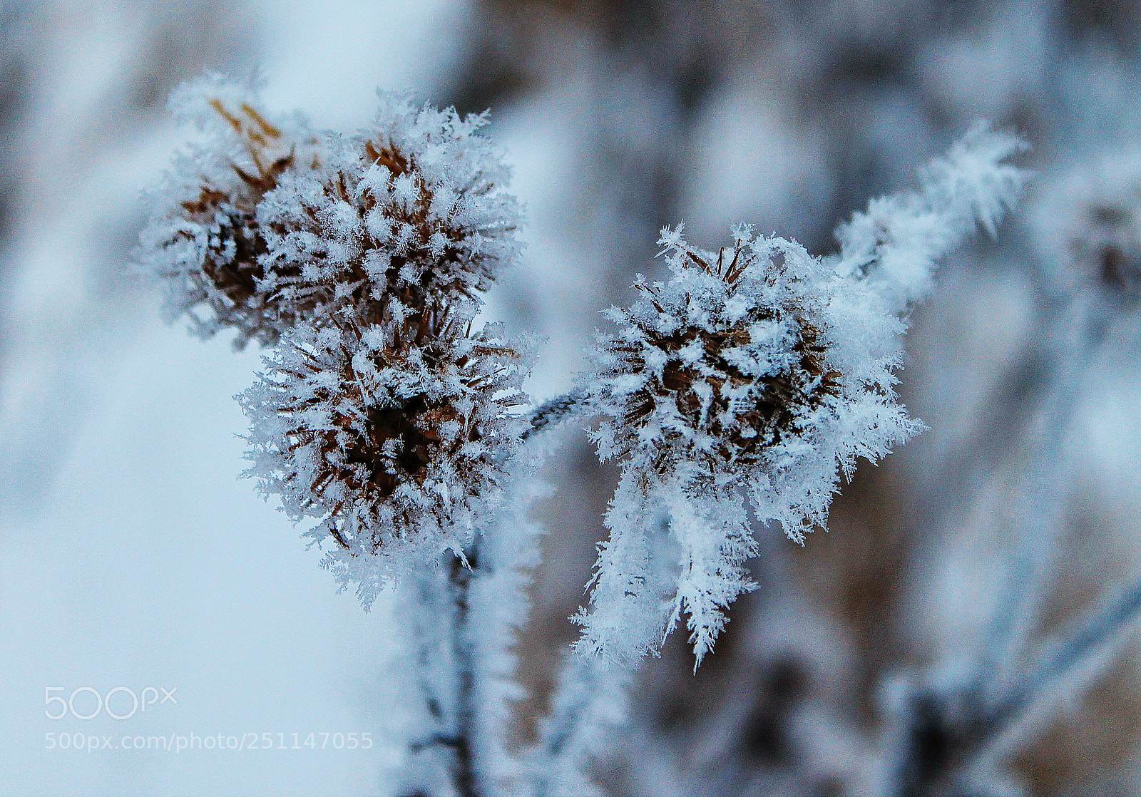 Canon EOS 1100D (EOS Rebel T3 / EOS Kiss X50) sample photo. Frozen burdock photography