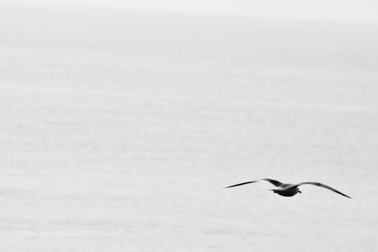 Nikon D5500 sample photo. Flying photography