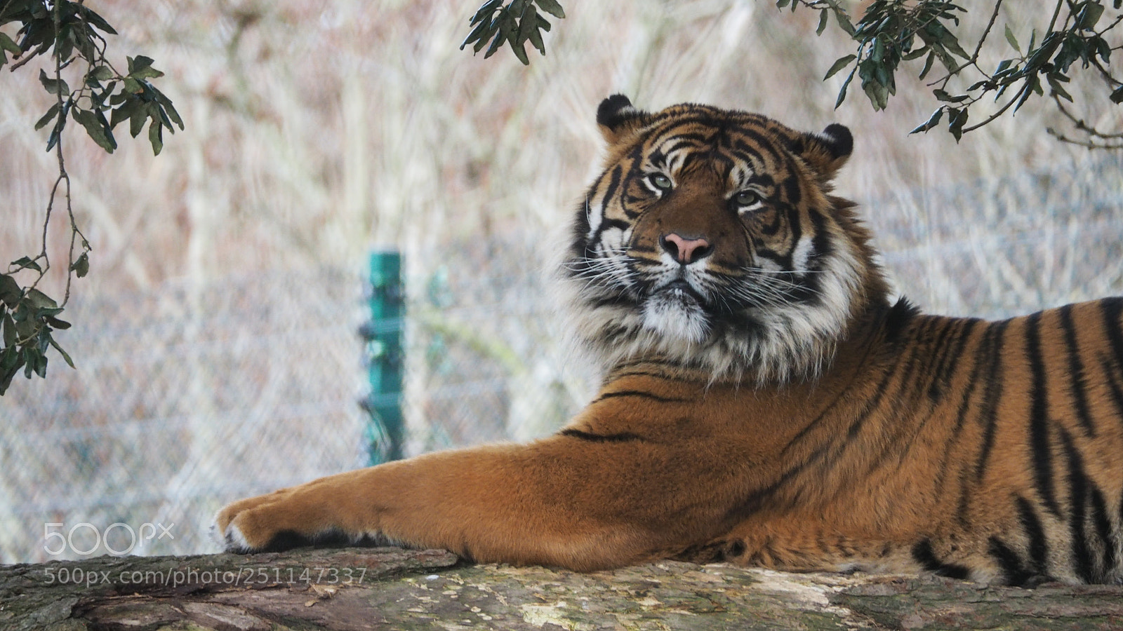 Olympus OM-D E-M5 II sample photo. Sumatran tiger relaxing at photography