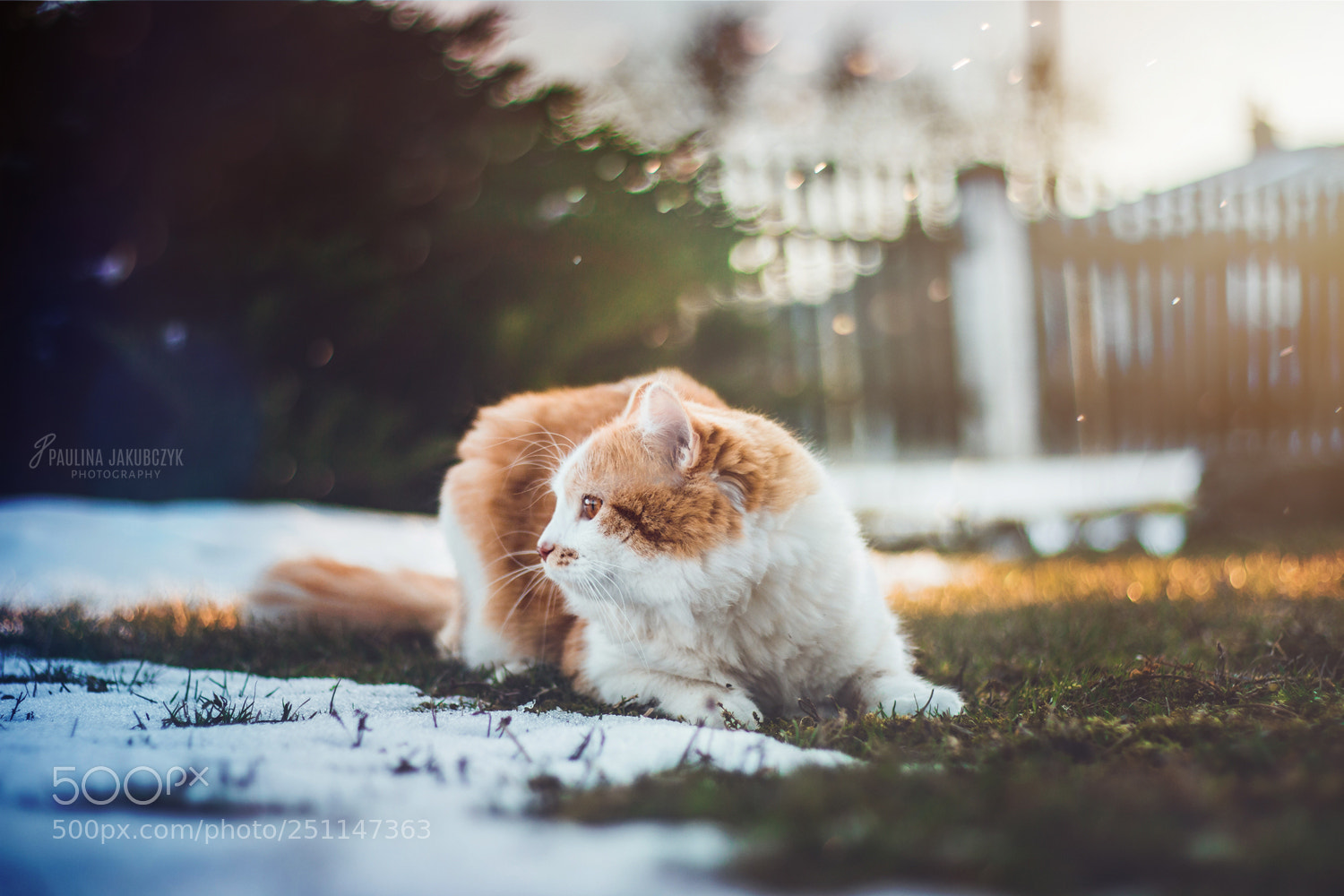 Canon EOS 70D sample photo. Cat fenek photography