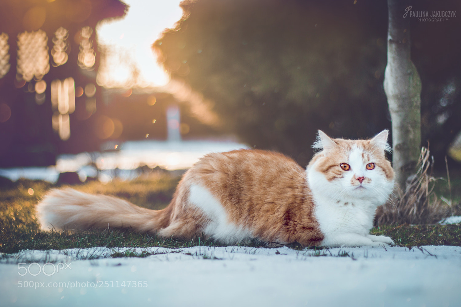Canon EOS 70D sample photo. Cat fenek photography
