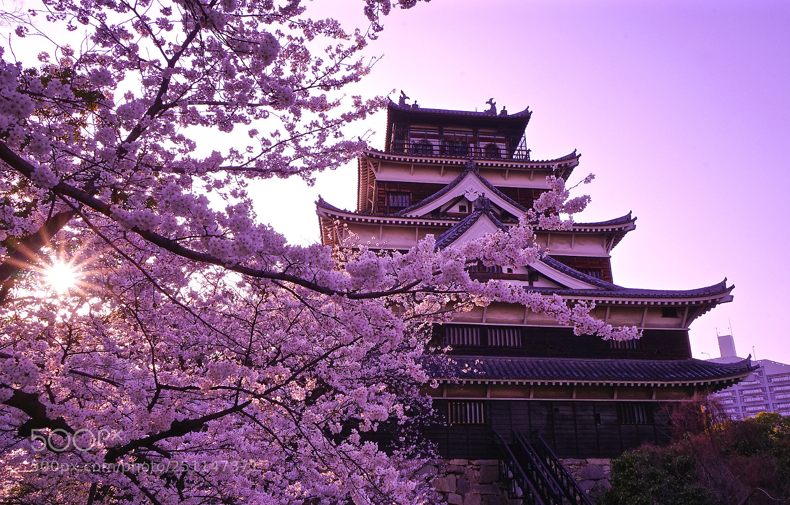 Sony a7R sample photo. Sakura hiroshima photography
