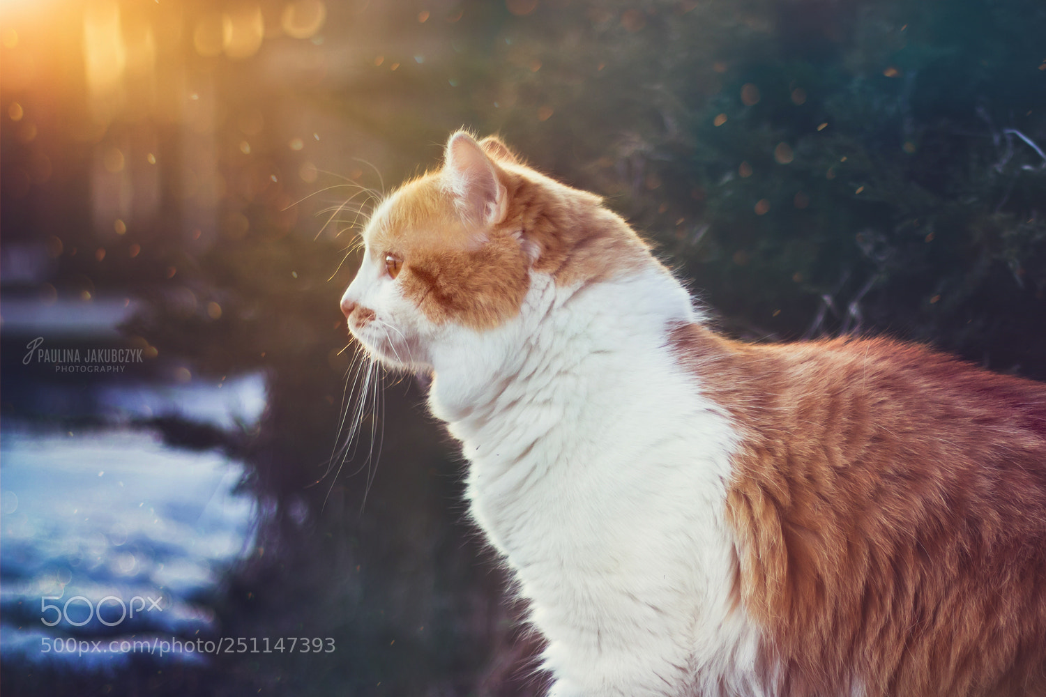 Canon EOS 70D sample photo. Cat fenek photography