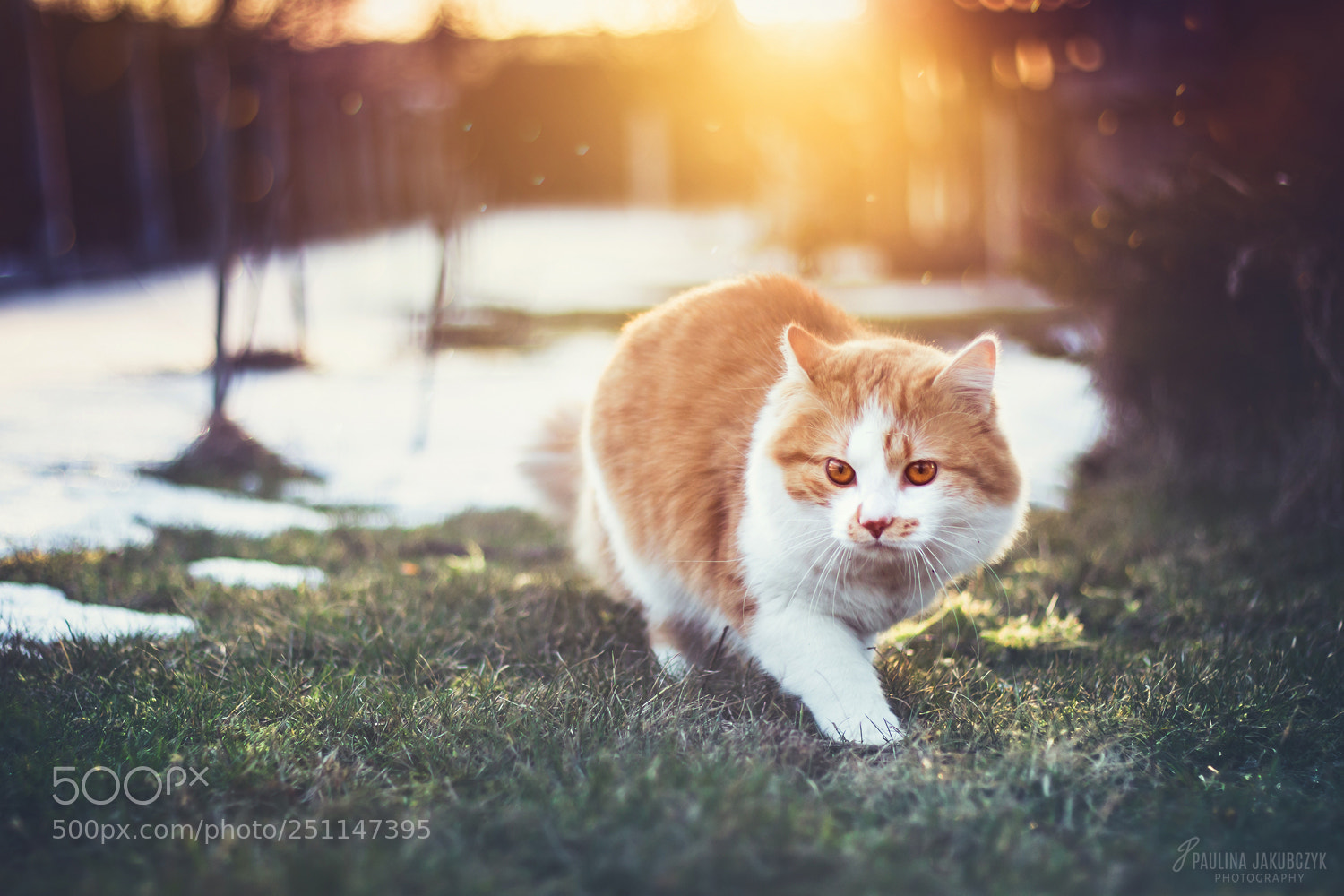 Canon EOS 70D sample photo. Cat fenek photography