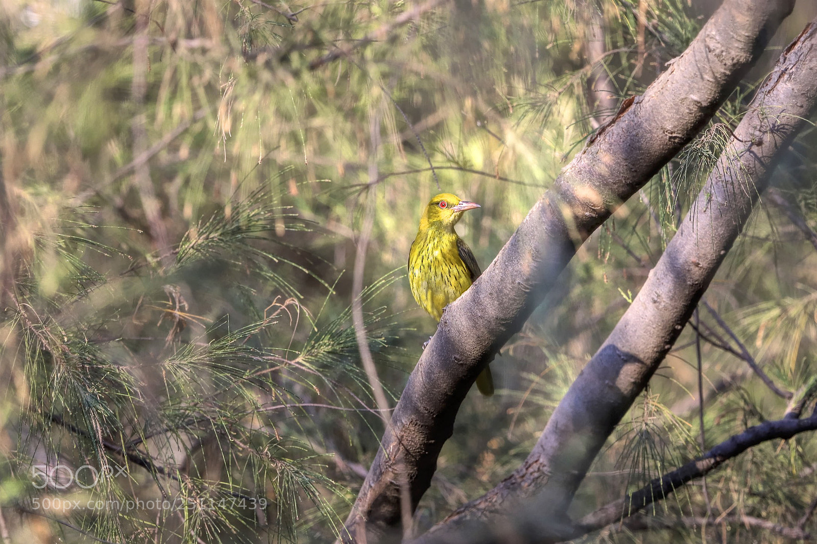Canon EOS 6D Mark II sample photo. The oriole photography