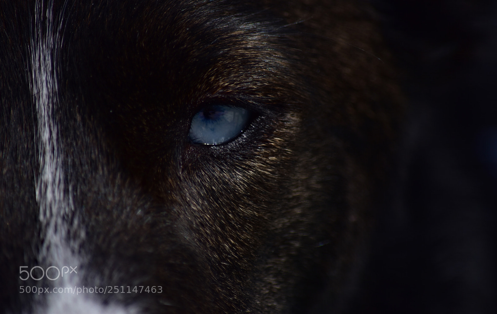 Nikon D7200 sample photo. This eye photography