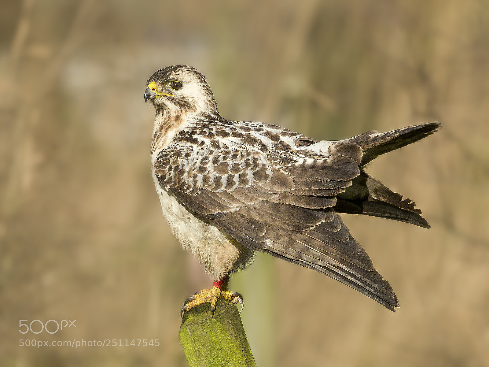 Olympus OM-D E-M1 Mark II sample photo. Buzzard photography
