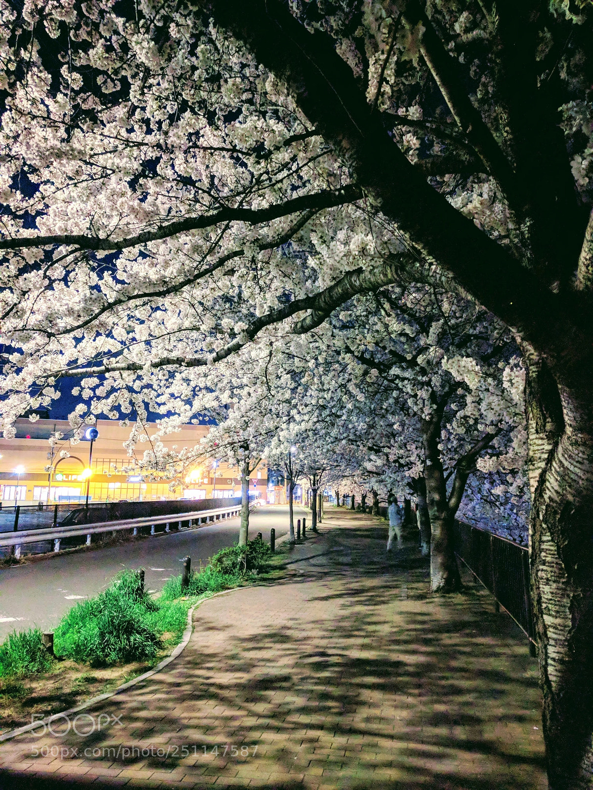 Google Nexus 6P sample photo. Kyoto cherryblossoms photography