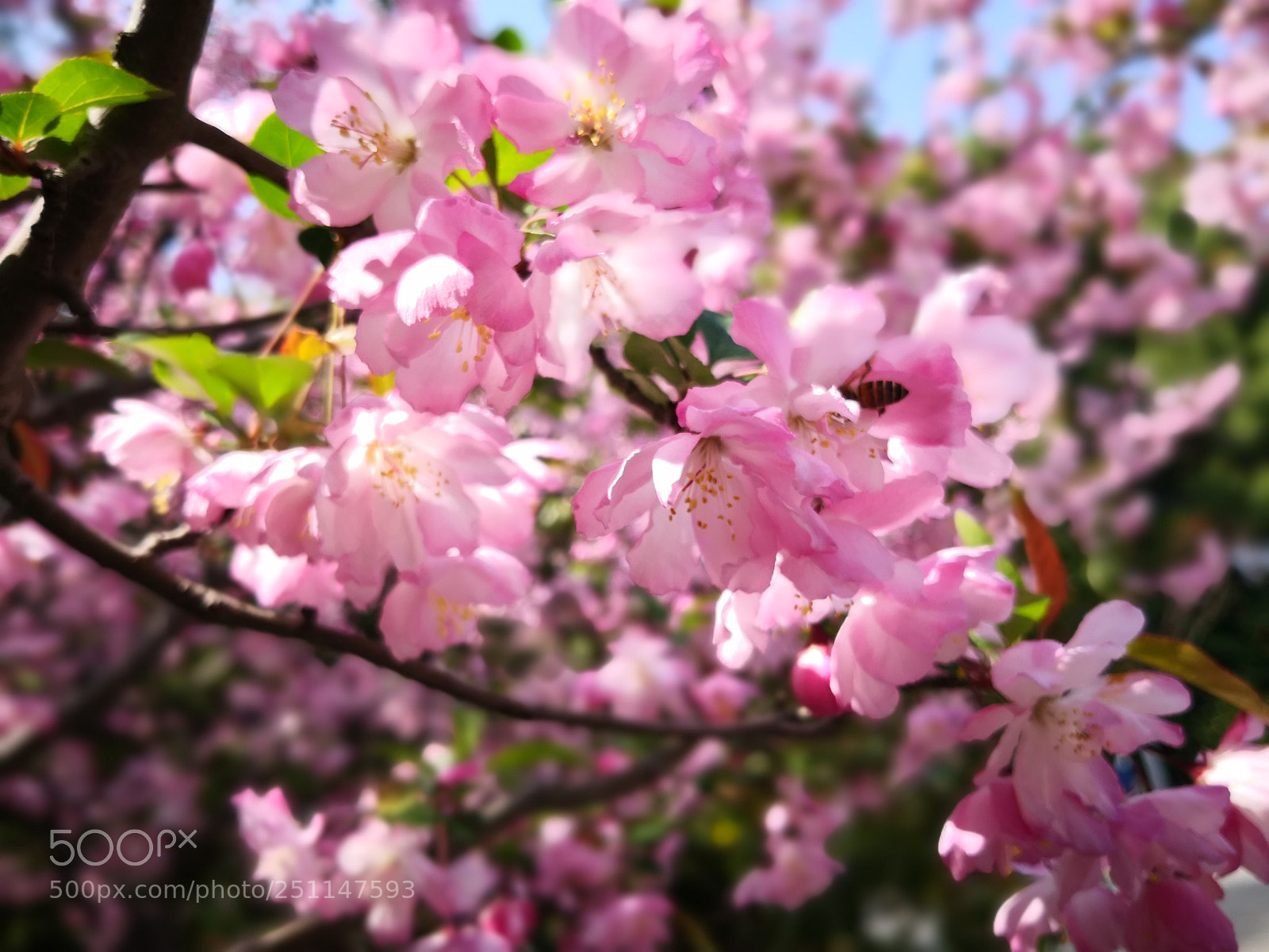 HUAWEI Mate 10 sample photo. Untitled photography