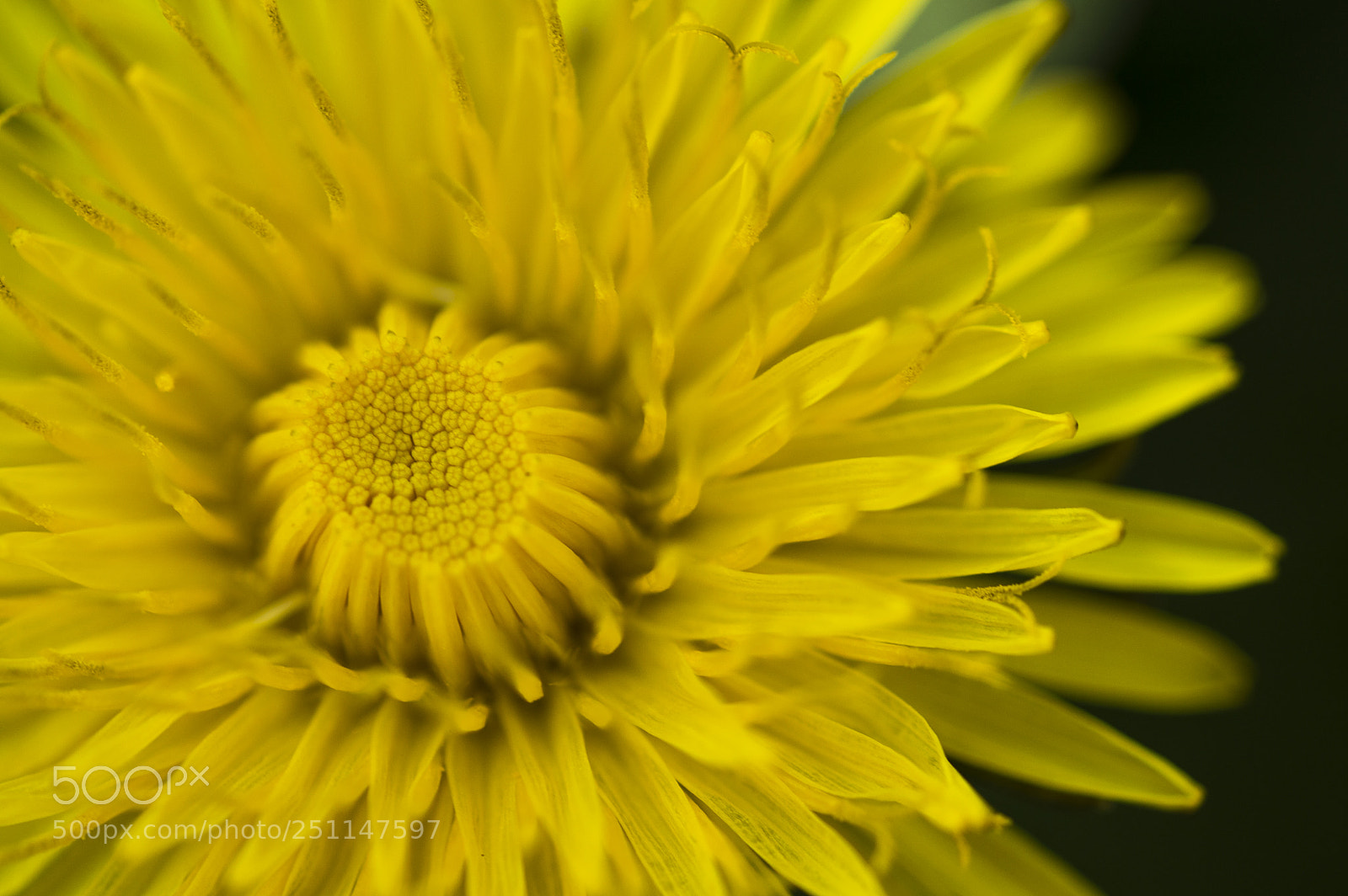 Nikon D3200 sample photo. Yellow world photography