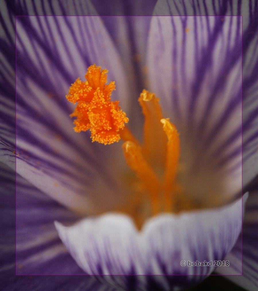 Olympus E-620 (EVOLT E-620) sample photo. Crocus photography