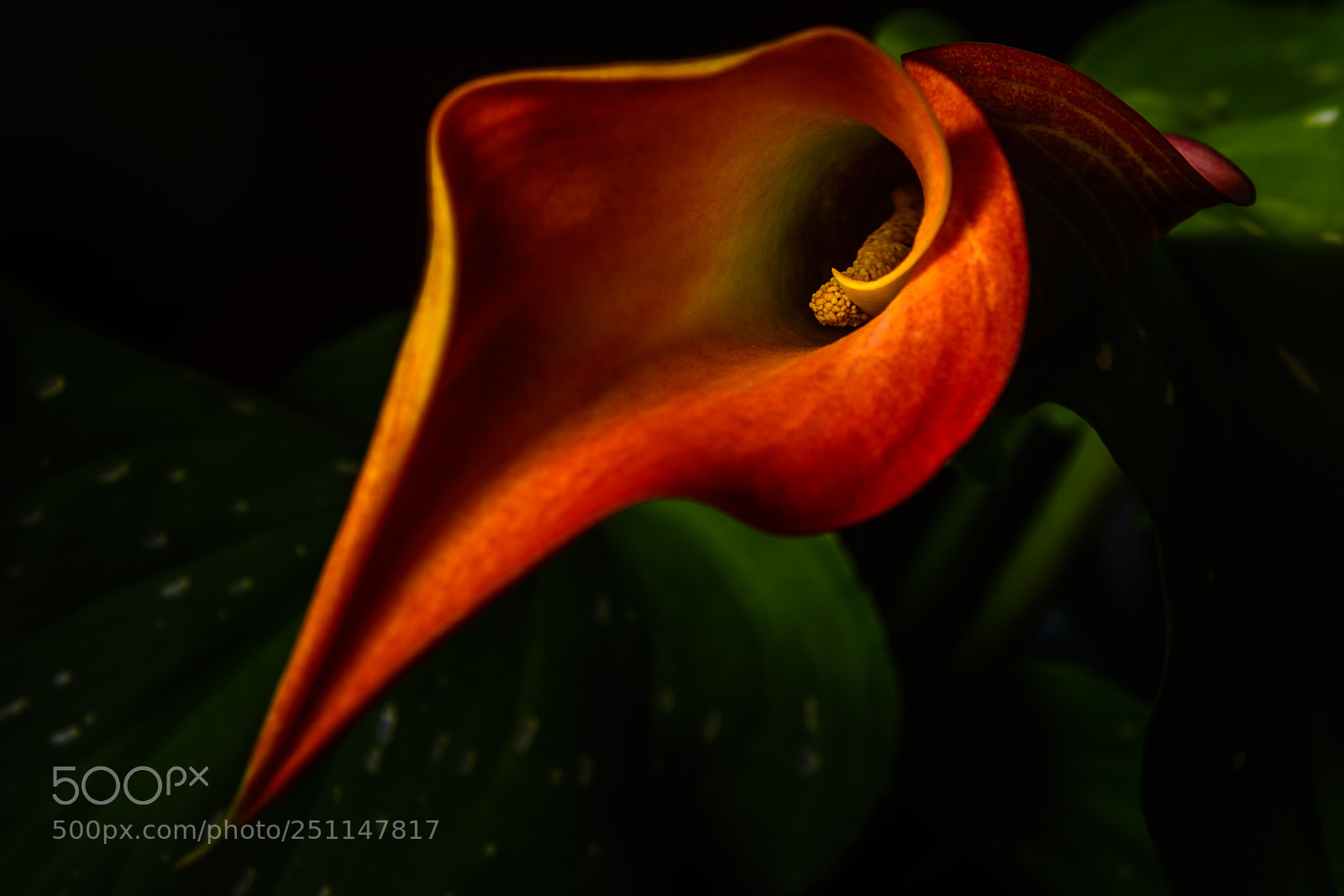 Nikon D7100 sample photo. Calla lily #5 photography