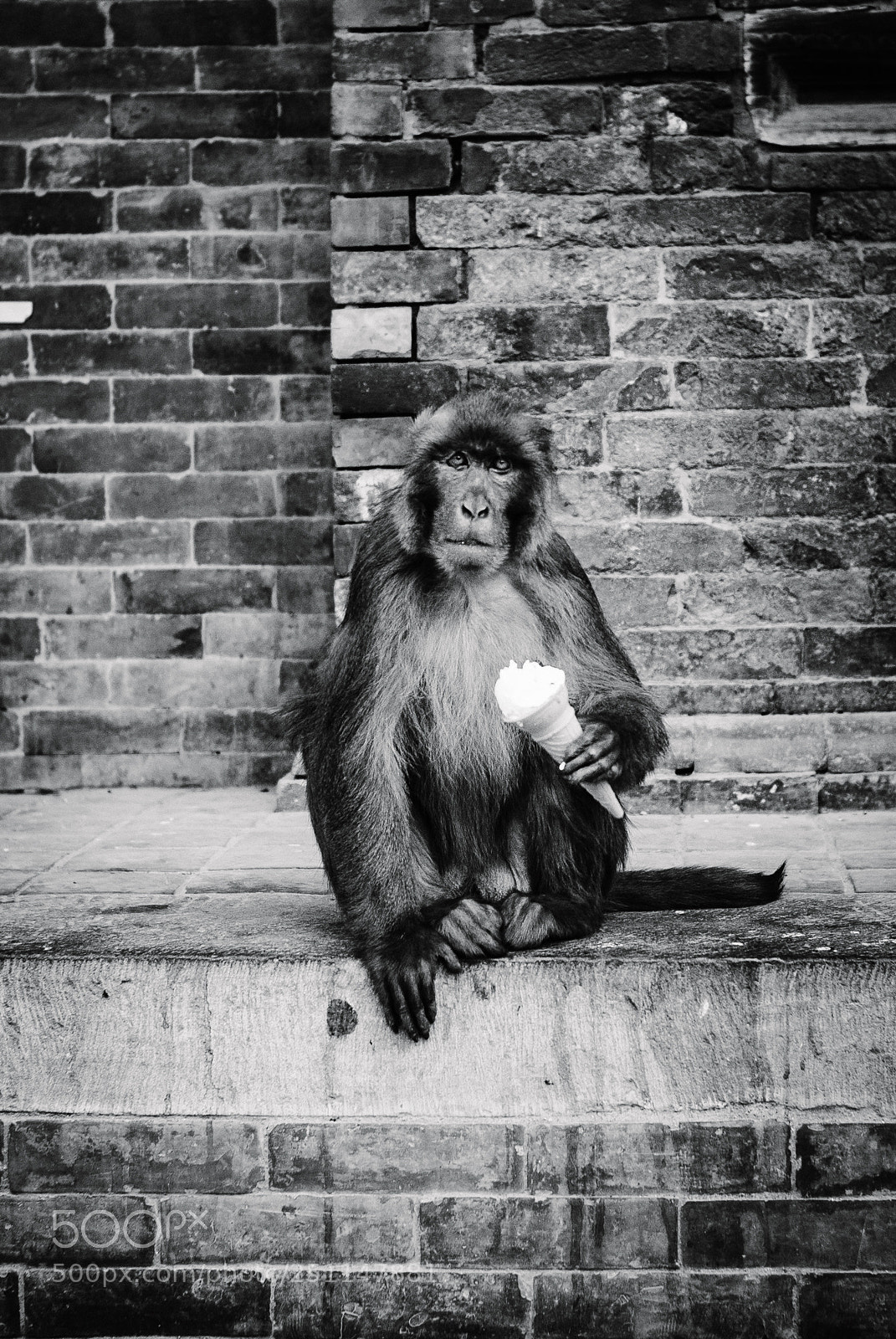 Leica M (Typ 240) sample photo. Ice ice monkey photography
