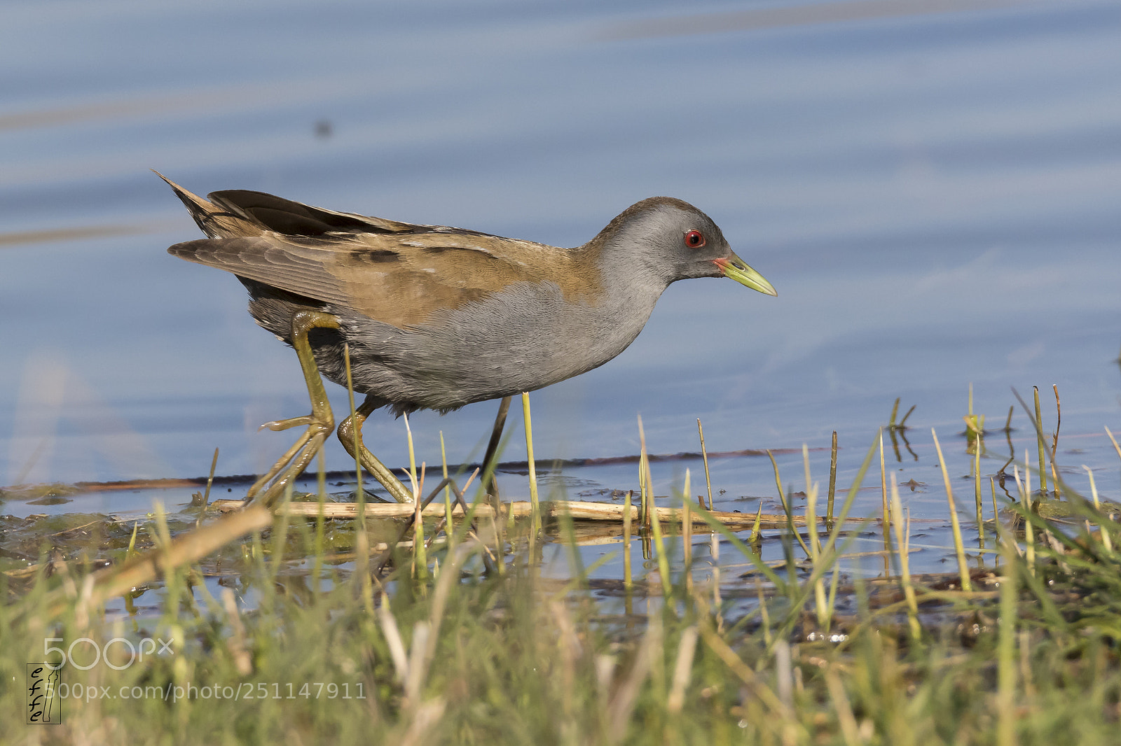 Canon EOS 7D Mark II sample photo. Little crake (male) photography