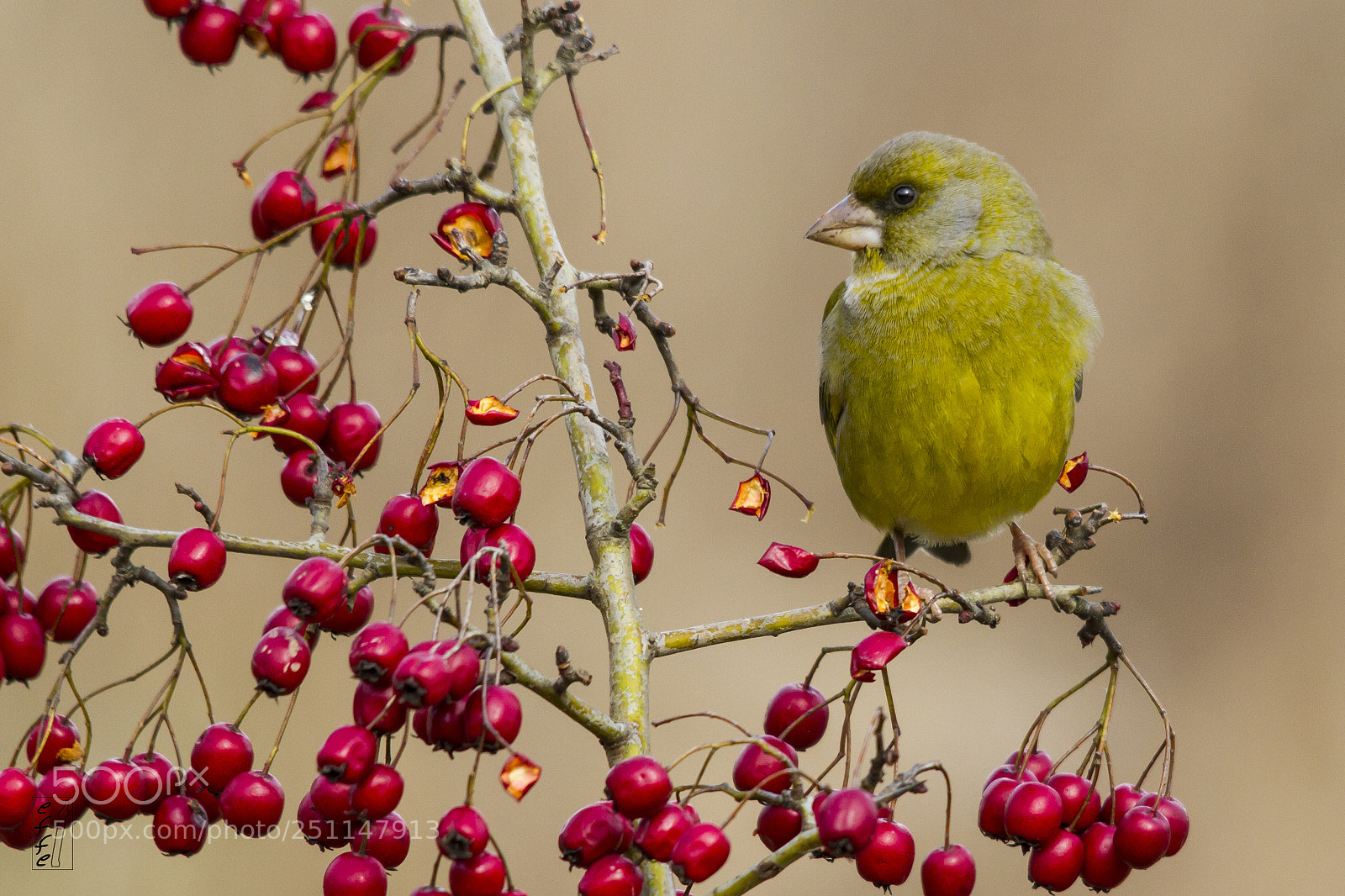 Canon EOS 7D sample photo. Red & green photography