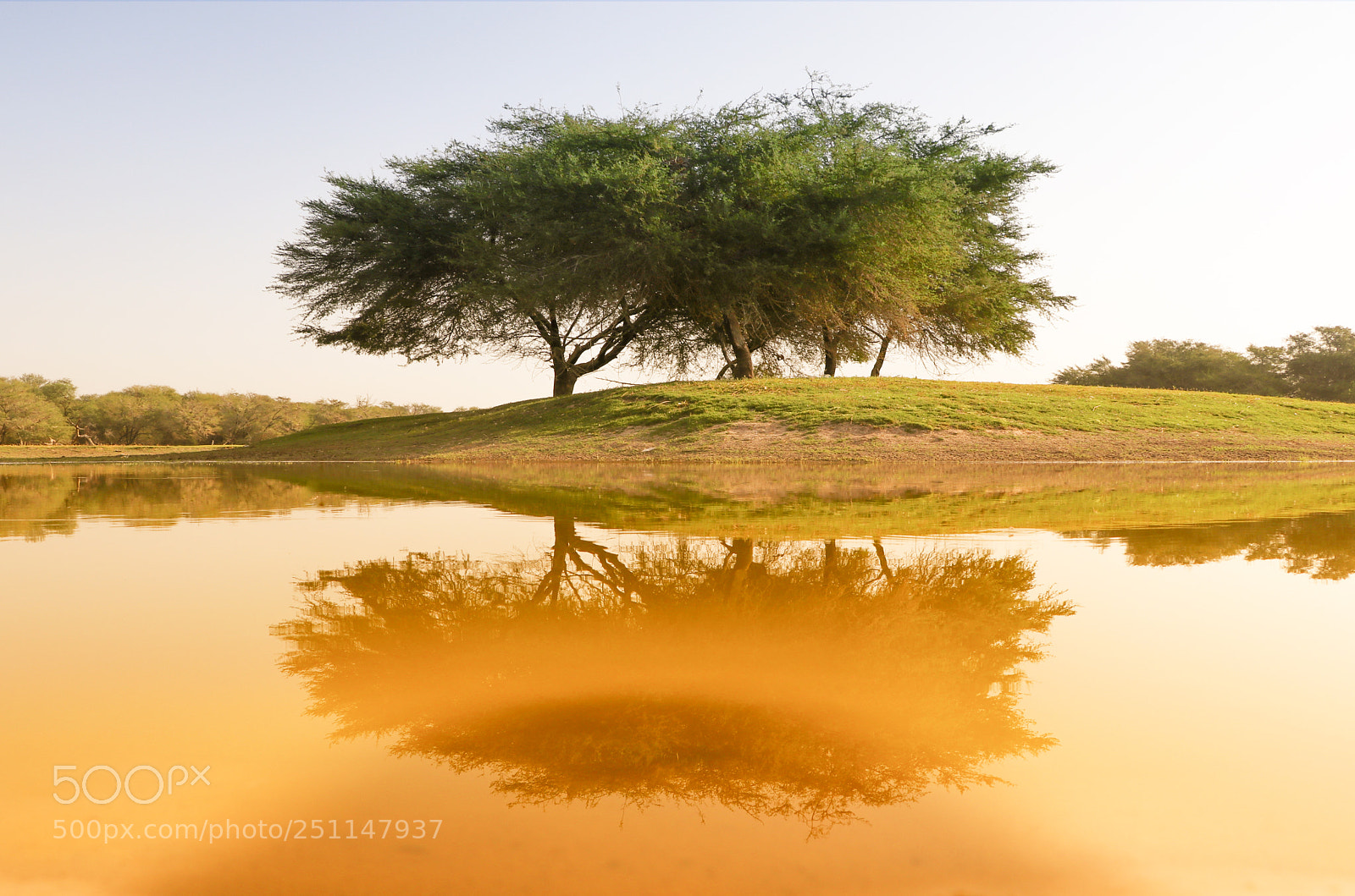 Canon EOS 80D sample photo. Natural tree photography