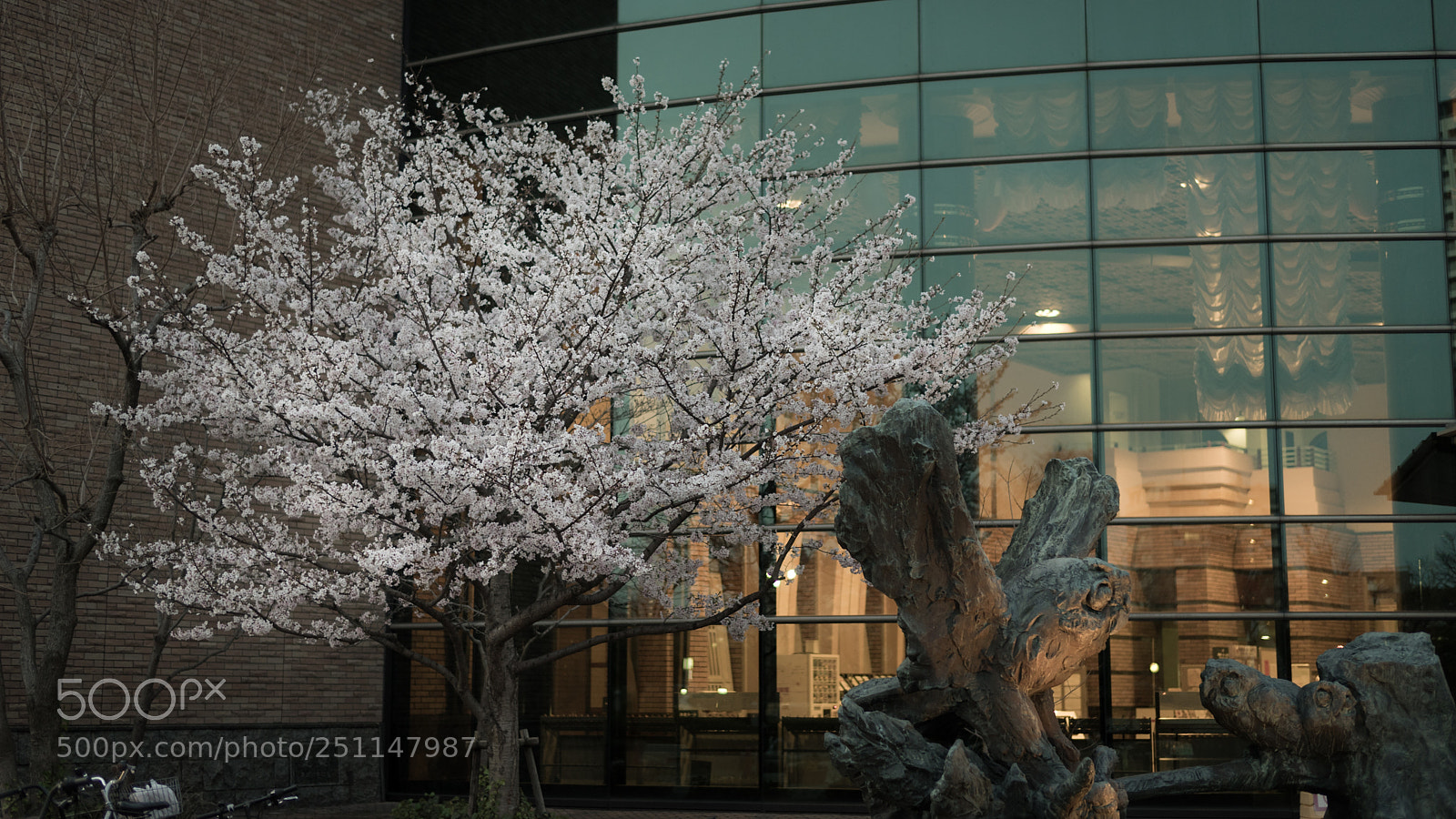 Sony a7 II sample photo. Sakura photography