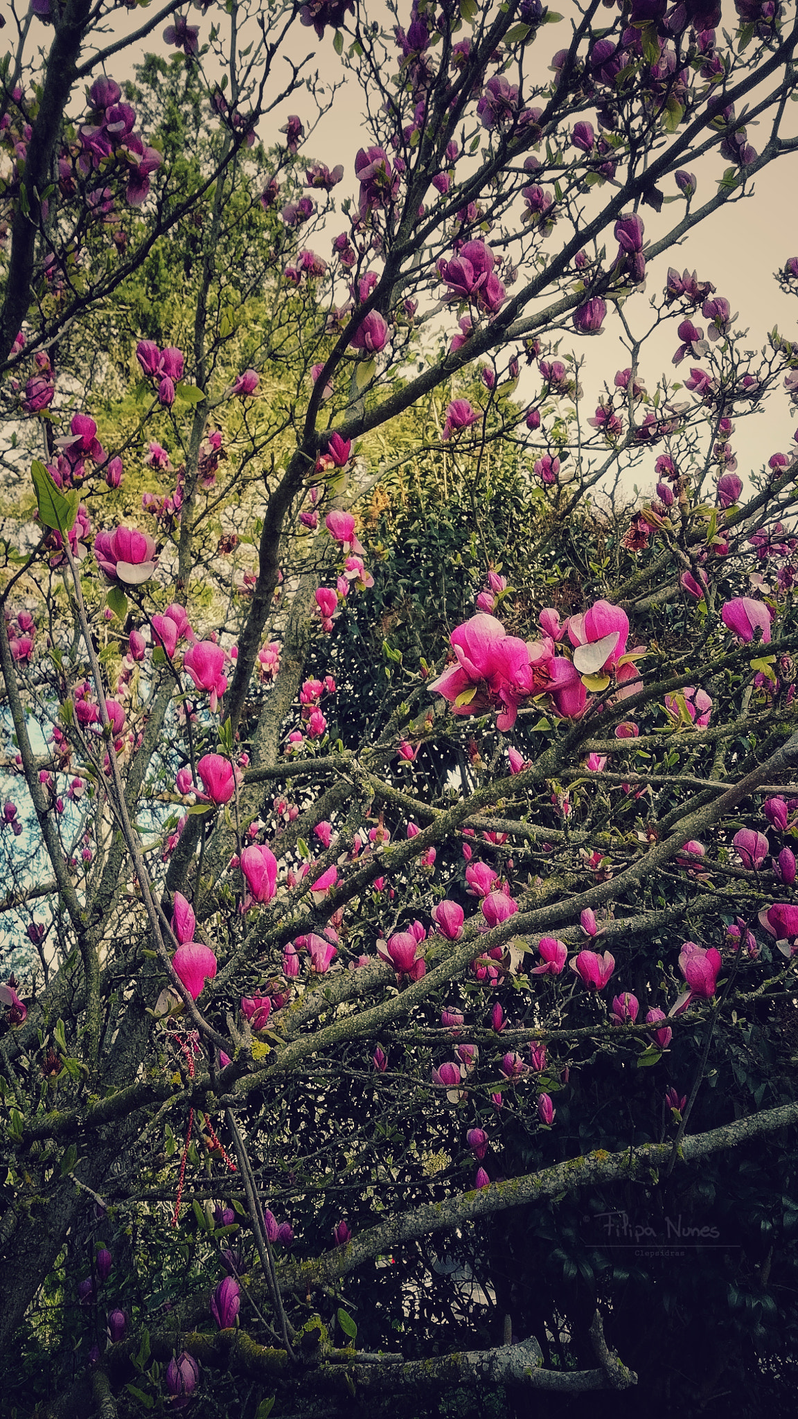 HUAWEI FIG-LX1 sample photo. Feels like spring photography
