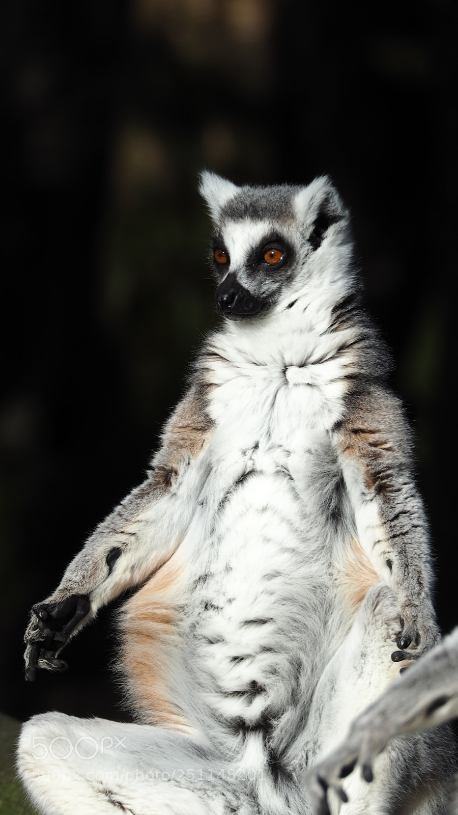 Olympus OM-D E-M5 II sample photo. Ring-tailed lemur soaking up photography