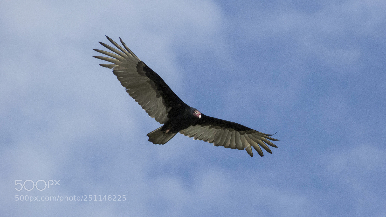 Panasonic Lumix DMC-FZ150 sample photo. Vulture photography