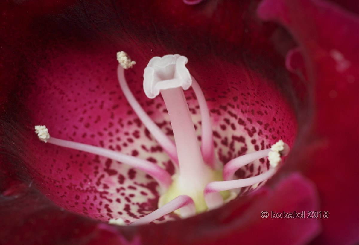 Olympus E-620 (EVOLT E-620) sample photo. Gloxinia photography