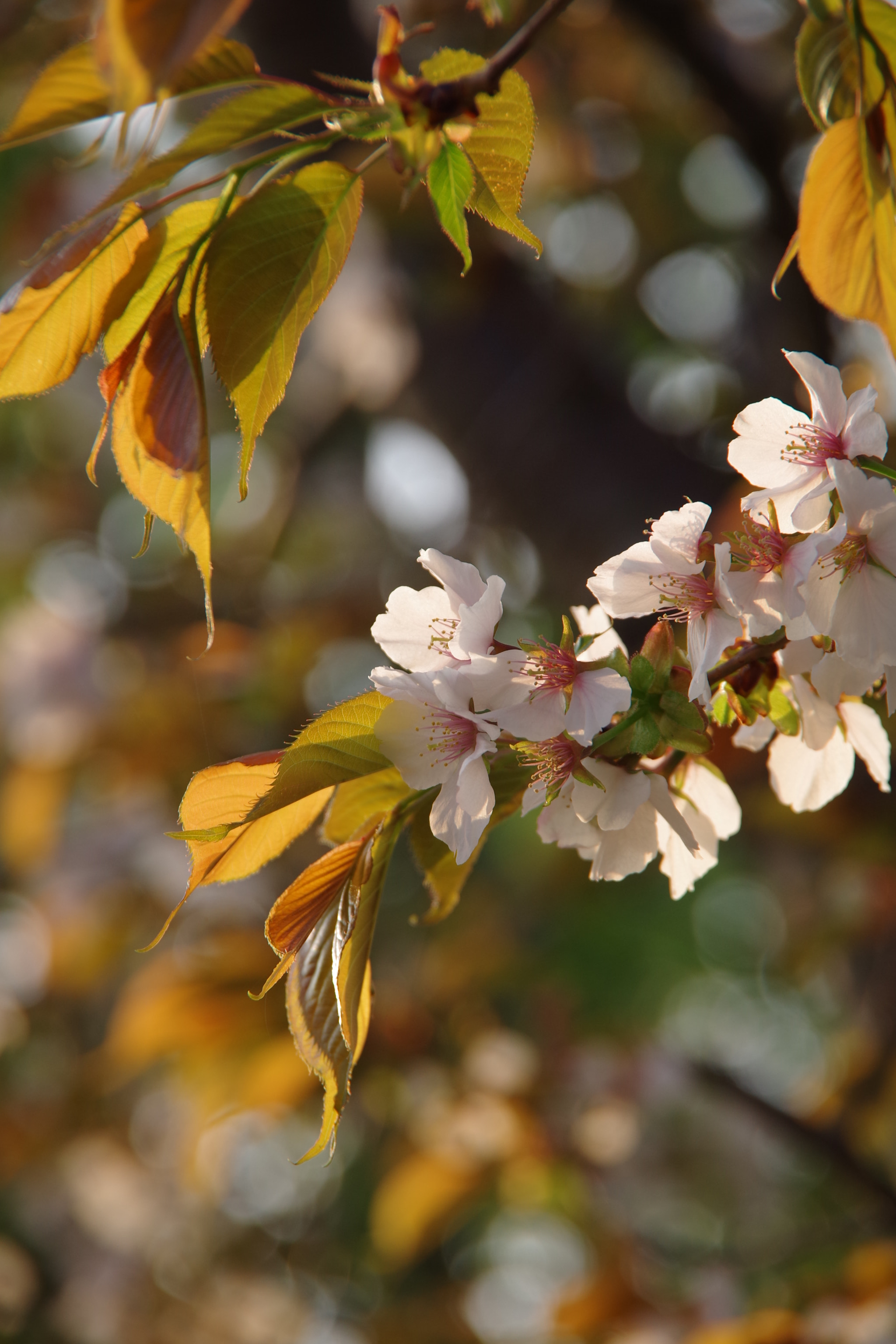 Pentax K-S2 sample photo. 四季桜 (sakura 2018 #5) photography