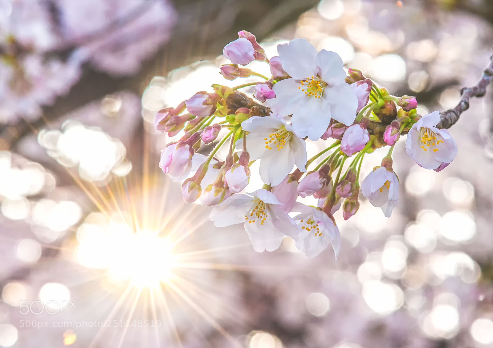 Nikon D600 sample photo. Spring has come photography