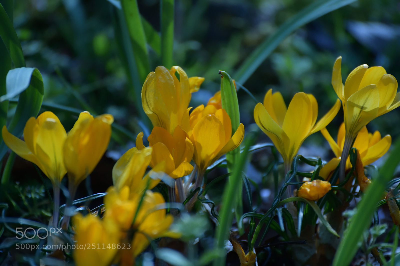 Nikon D850 sample photo. Crocus photography