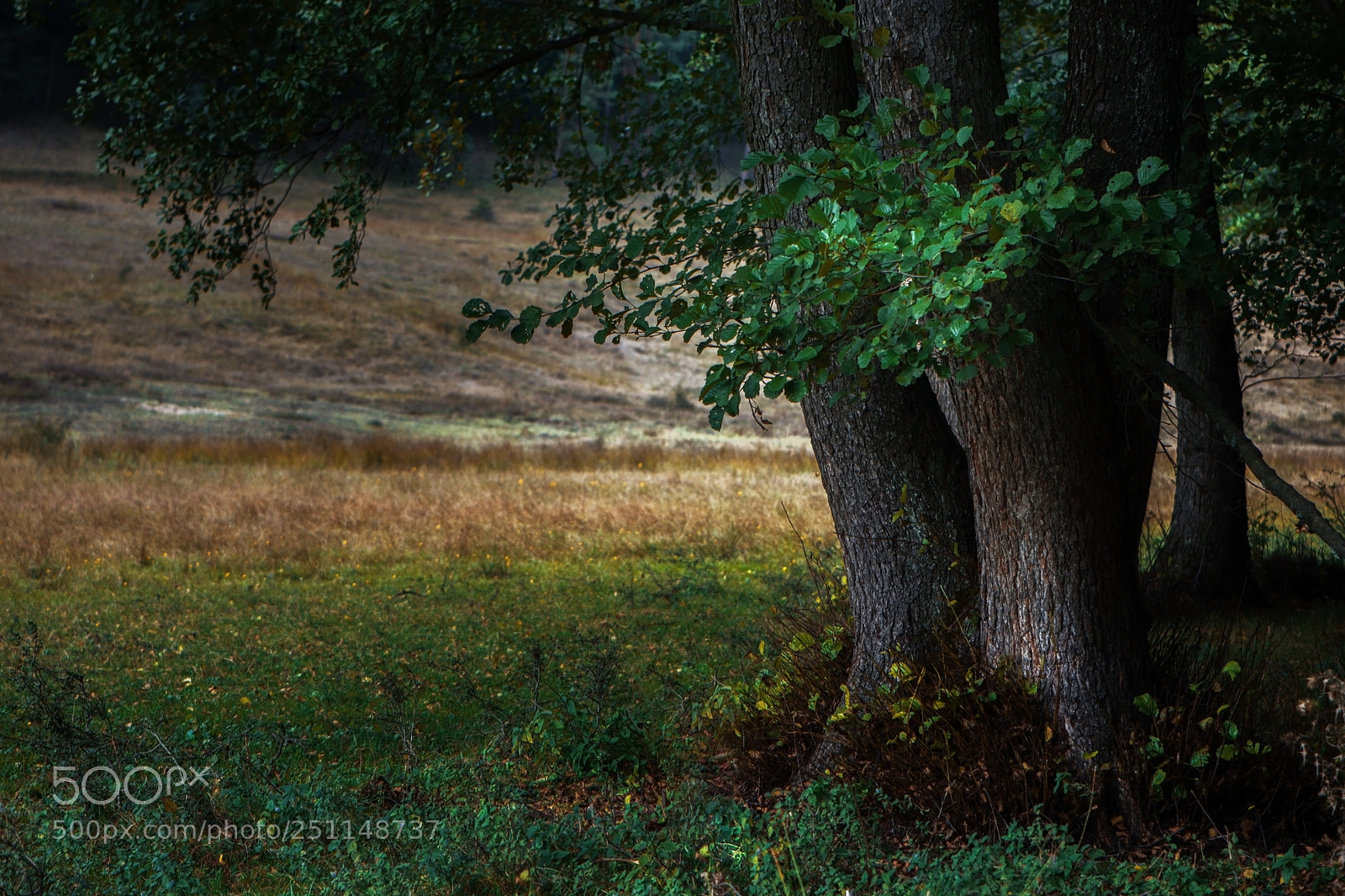 Nikon D7200 sample photo. Talking to trees photography