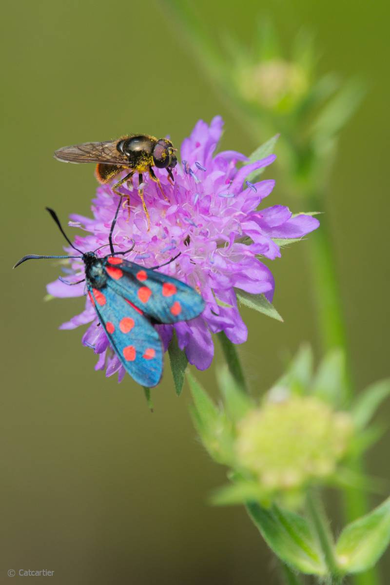 Nikon D750 + Nikon Nikkor AF-S 300mm F4E PF ED VR sample photo. Partage photography