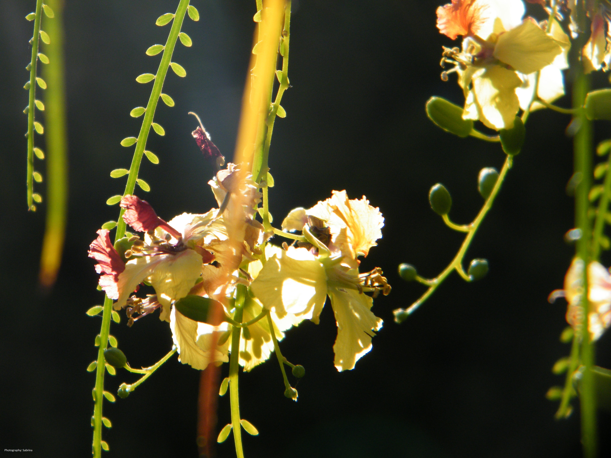 Fujifilm FinePix S2000HD sample photo. Flower in the night photography