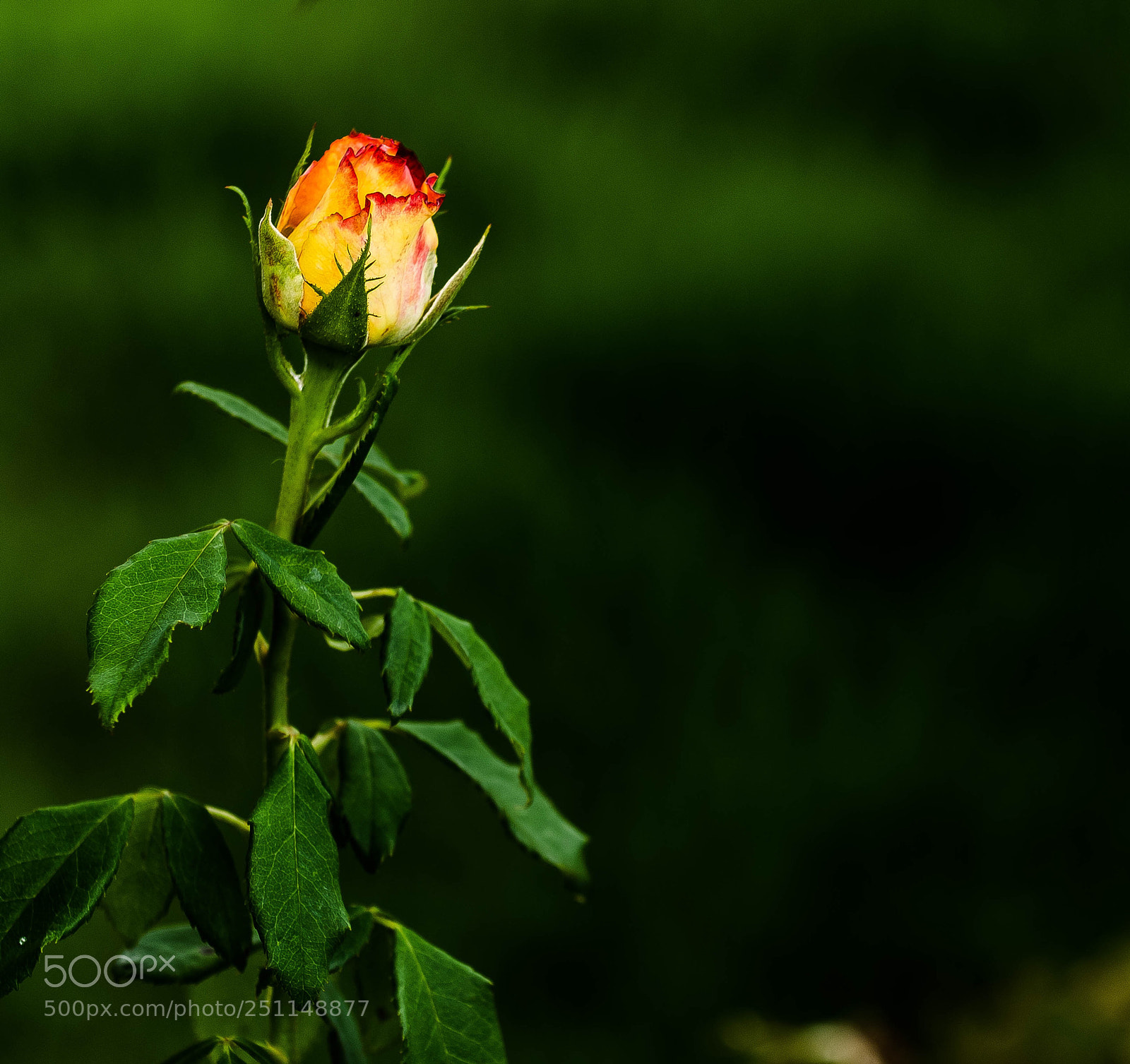 Nikon D7000 sample photo. Untitled photography