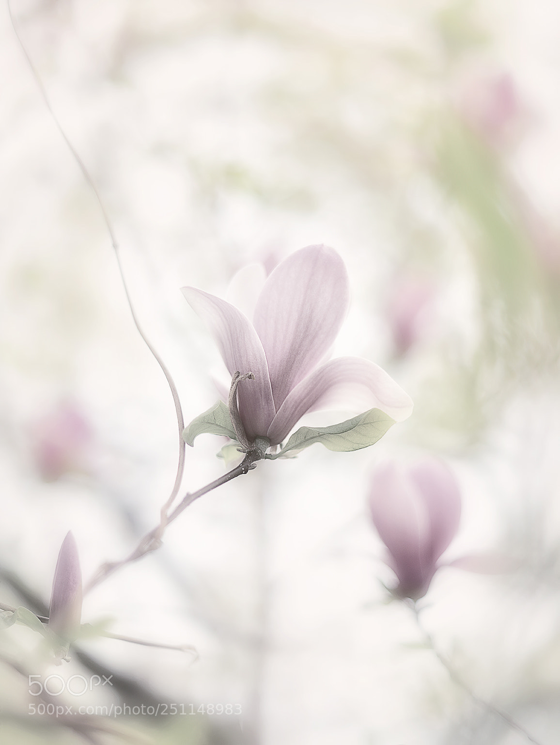 Nikon D810 sample photo. Fade out photography