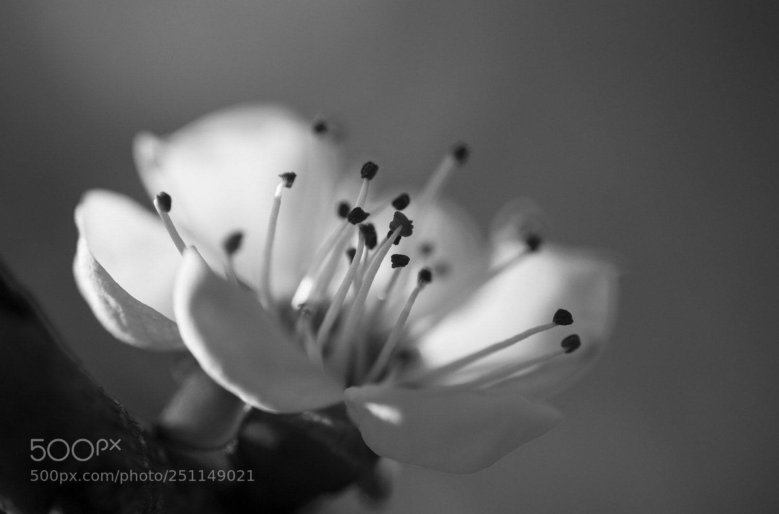 Nikon D3200 sample photo. Spring in b&w photography