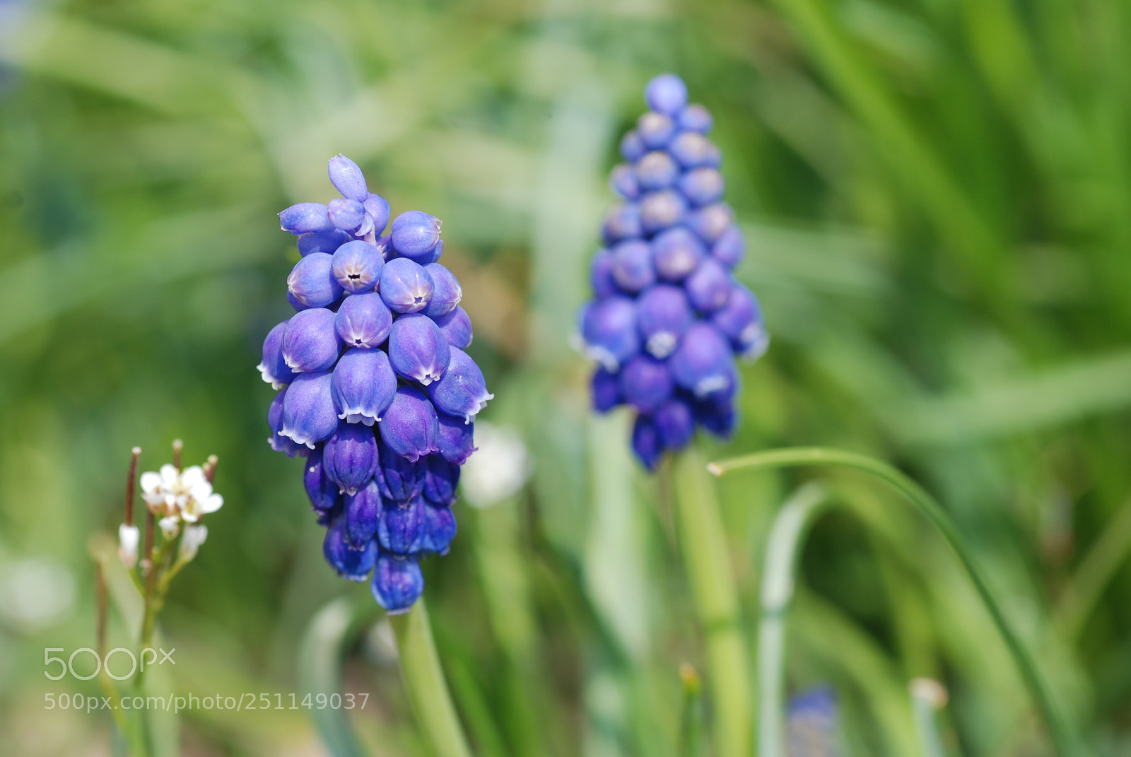 Nikon D80 sample photo. Muscari photography