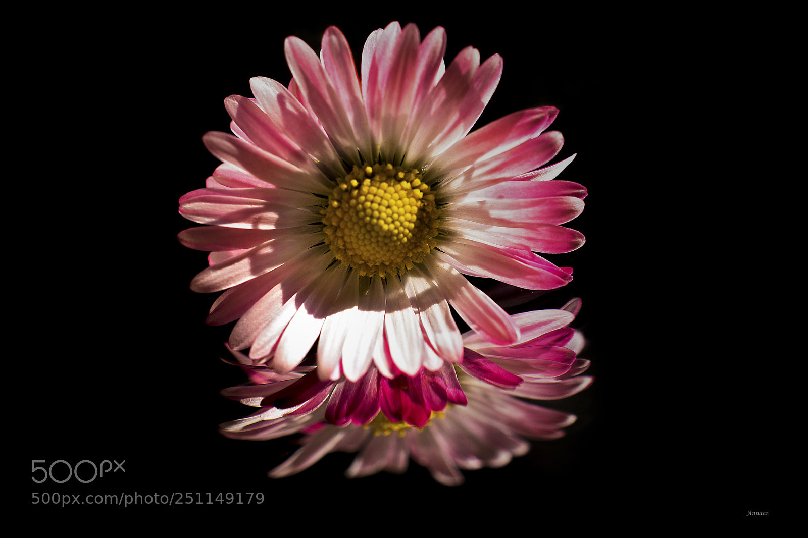 Nikon D5200 sample photo. Daisy  photography