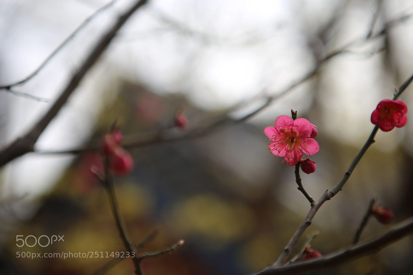 Canon EOS 6D + Canon EF 24-70mm F2.8L USM sample photo. Img photography