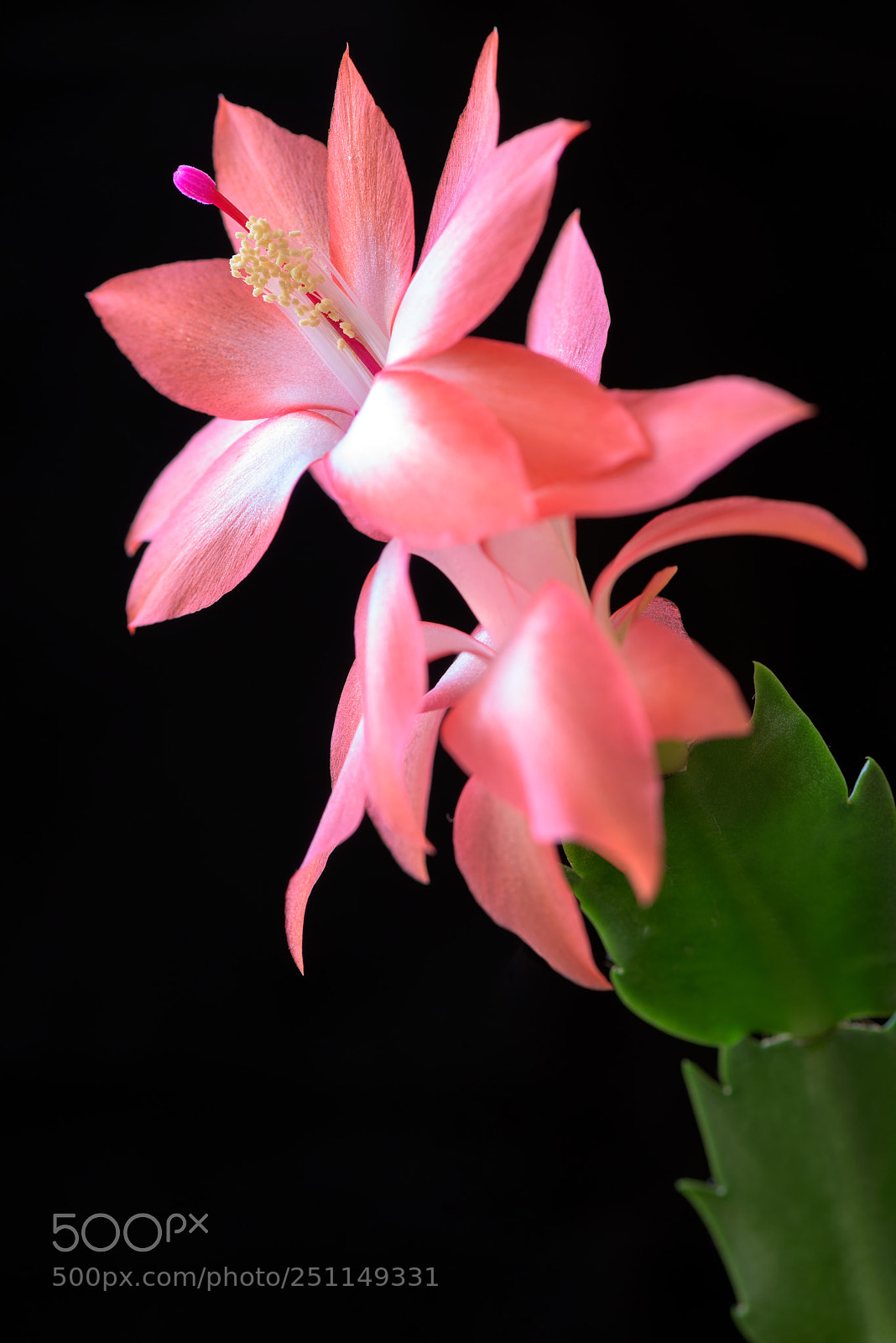 Nikon D810 sample photo. Beautiful cactus flower. photography