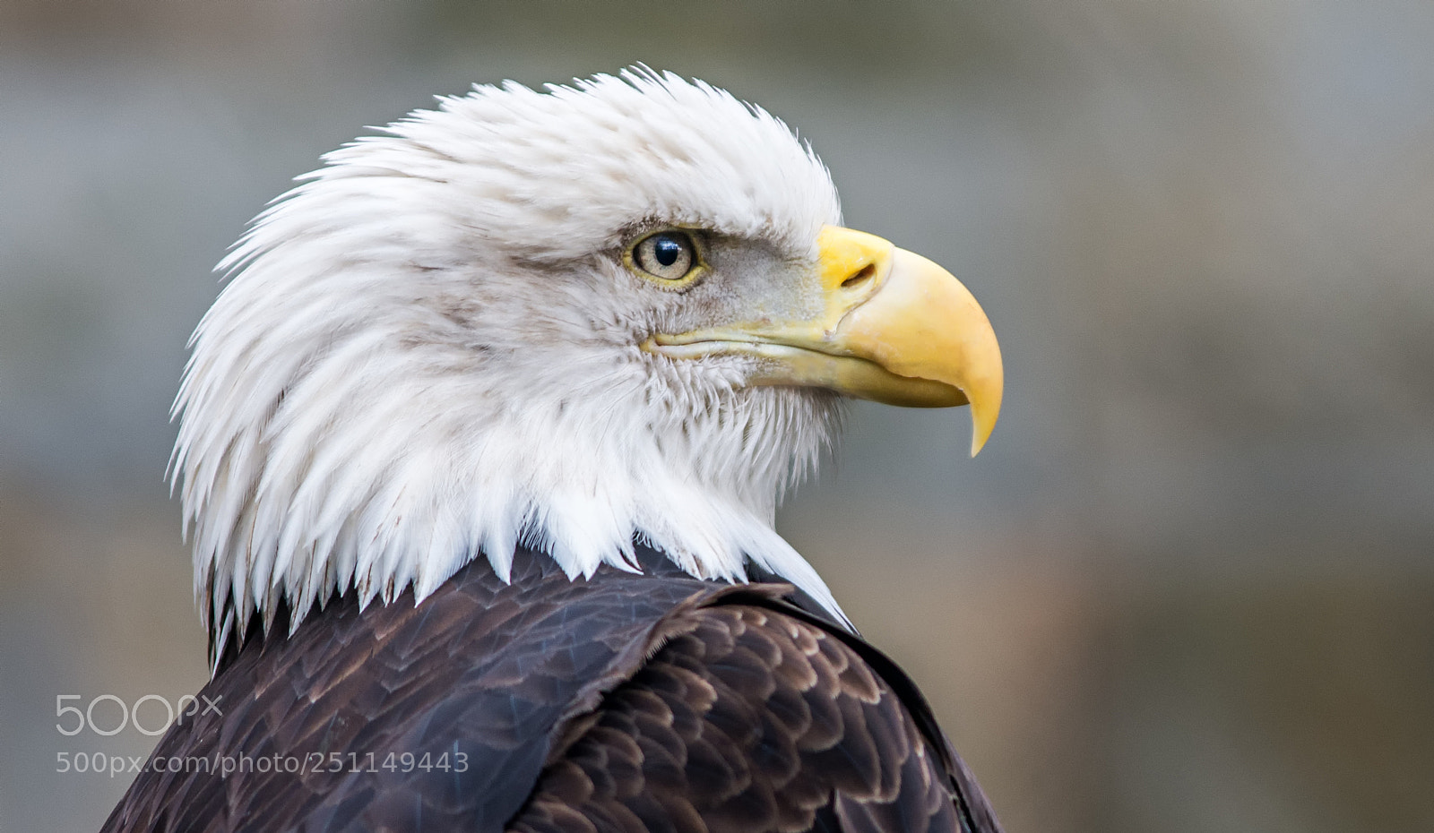 Nikon D7200 sample photo. Bald eagle portrait photography