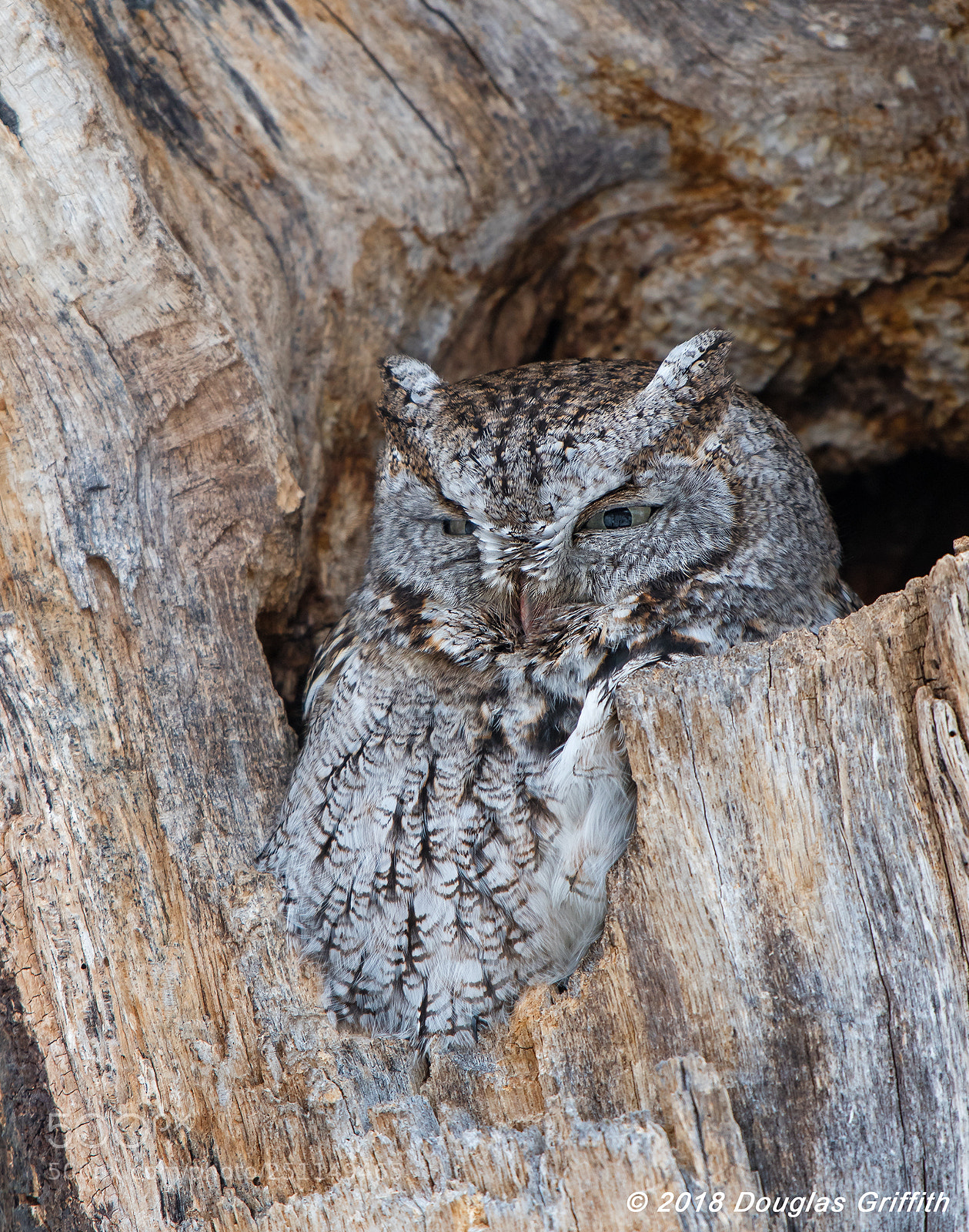 Nikon D500 sample photo. Eastern screech owl megascops photography