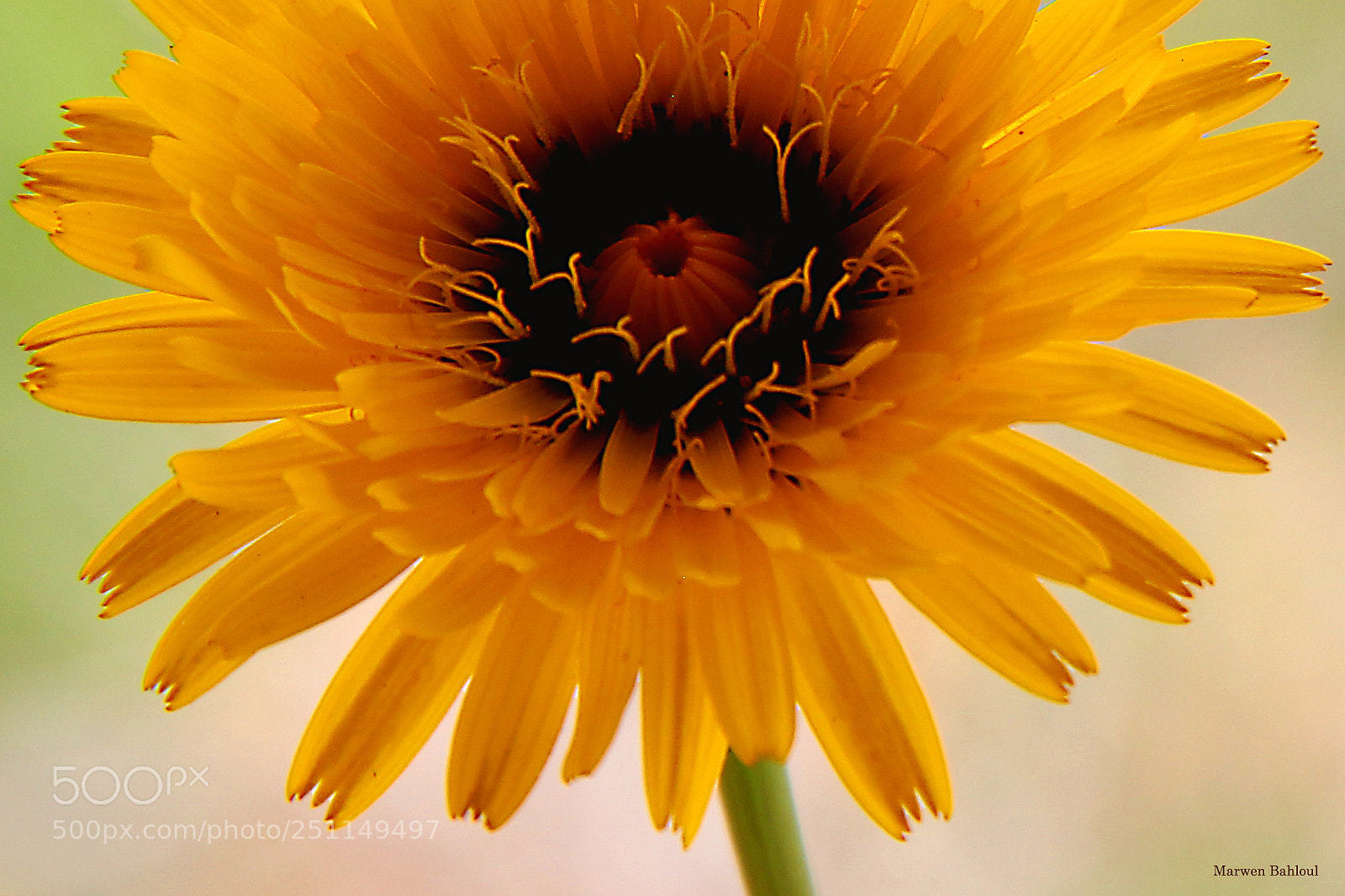 Canon EOS 700D (EOS Rebel T5i / EOS Kiss X7i) sample photo. Flower photography