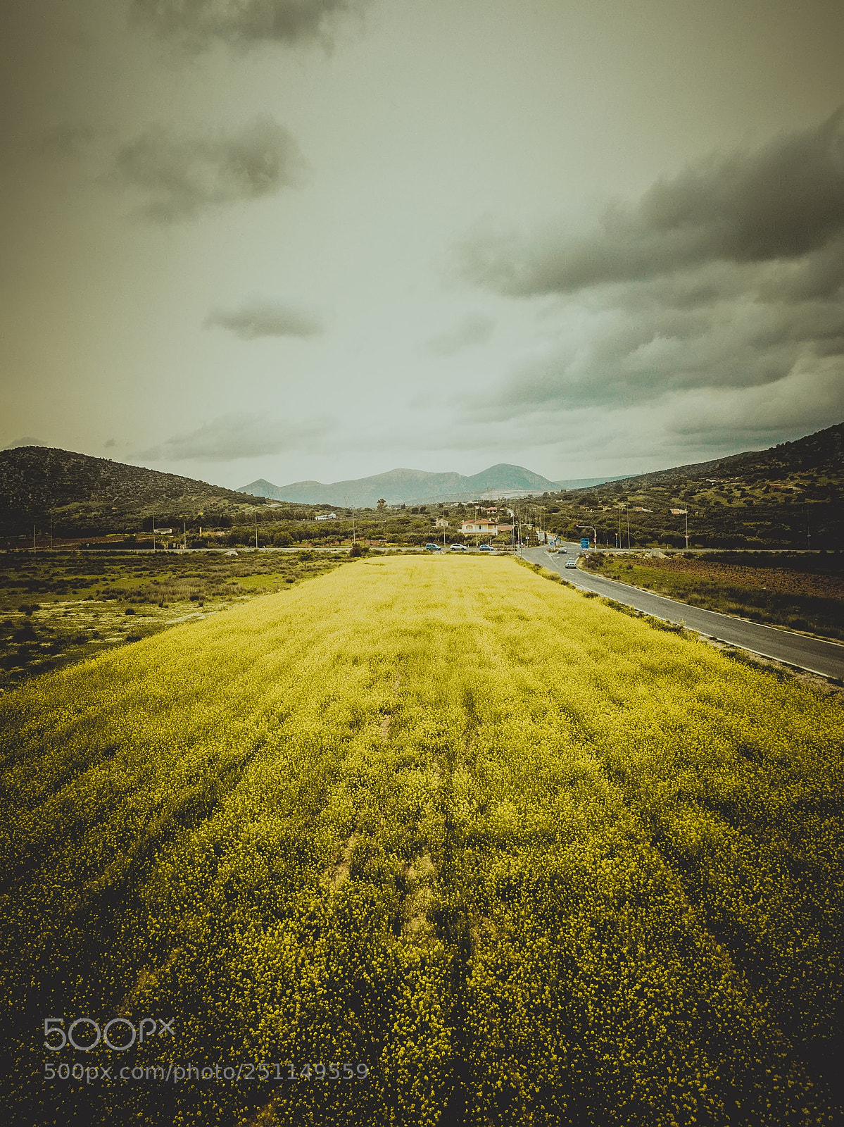 DJI FC220 sample photo. Yellow field photography